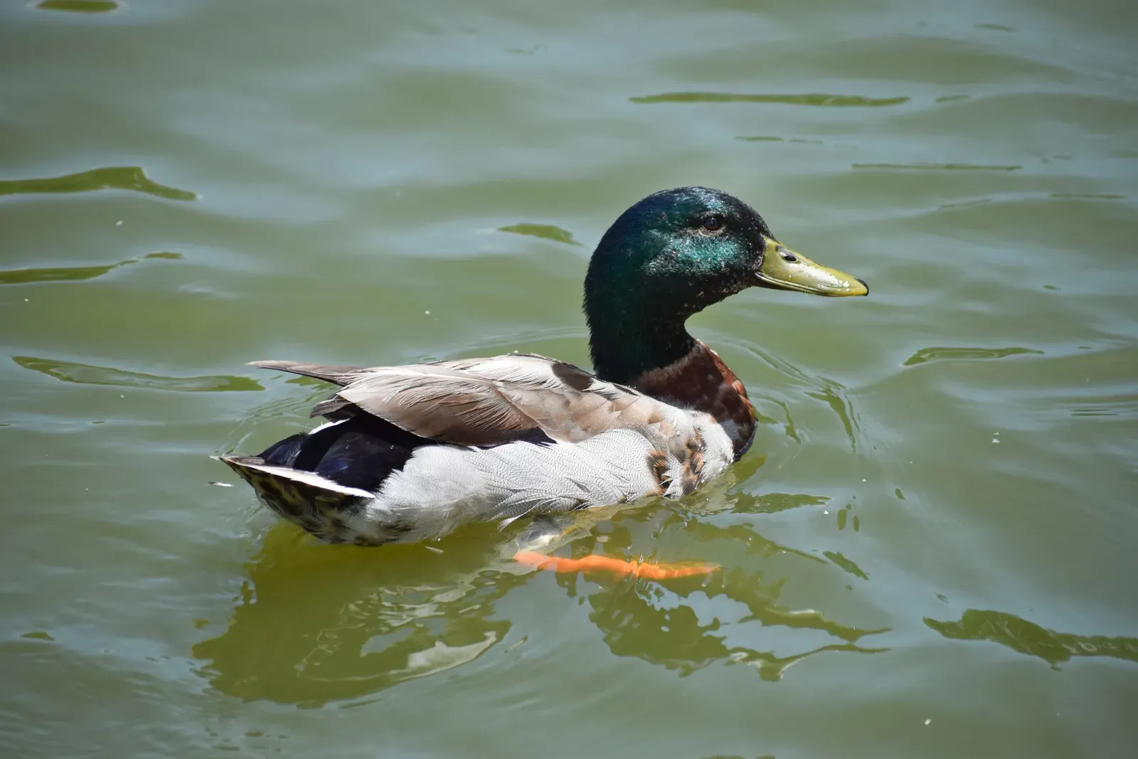 A male mallard swimming, showing its glossy green head, yellow bill, and grey body.