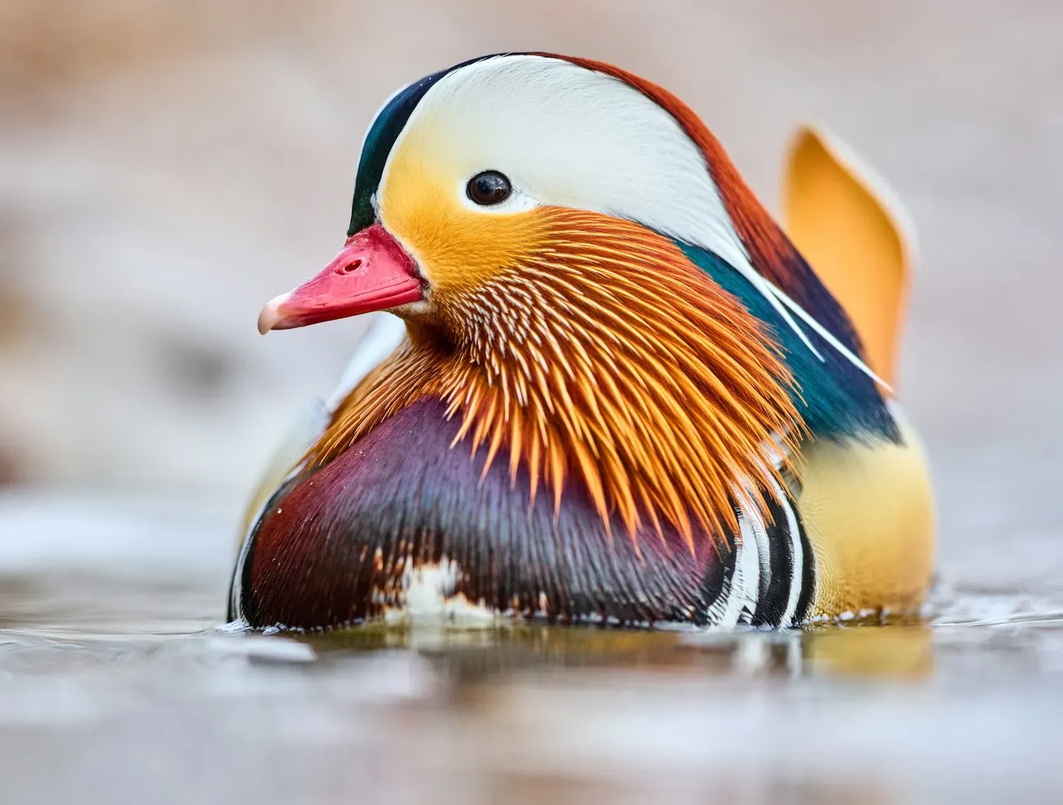 A male mandarin duck on water, showing its orange sail-shaped wing feathers, orange whiskers, red bill and white eye-stripe.