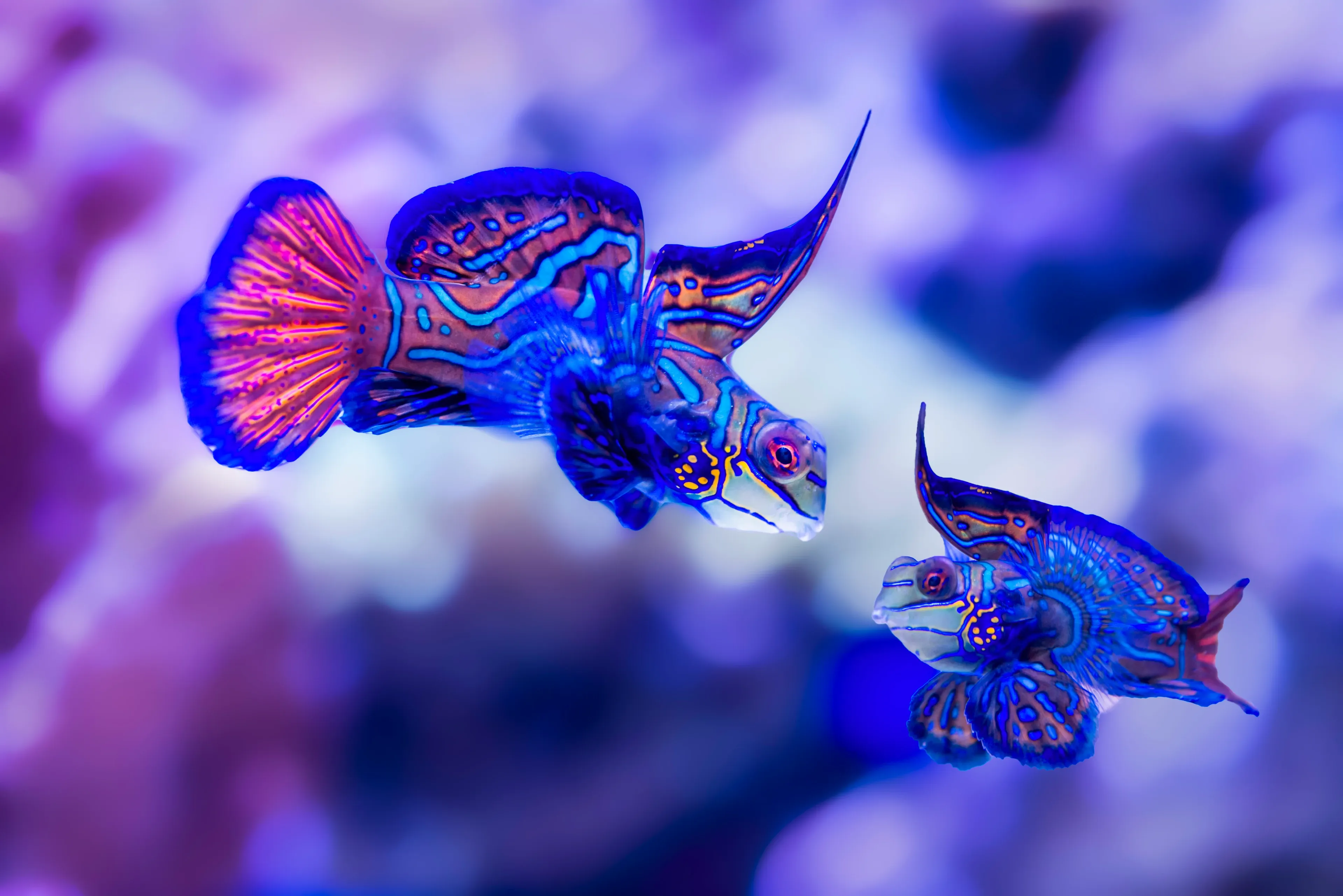Two mandarinfish with neon blue and orange patterns swim toward each other, their wide fins spread like fans.