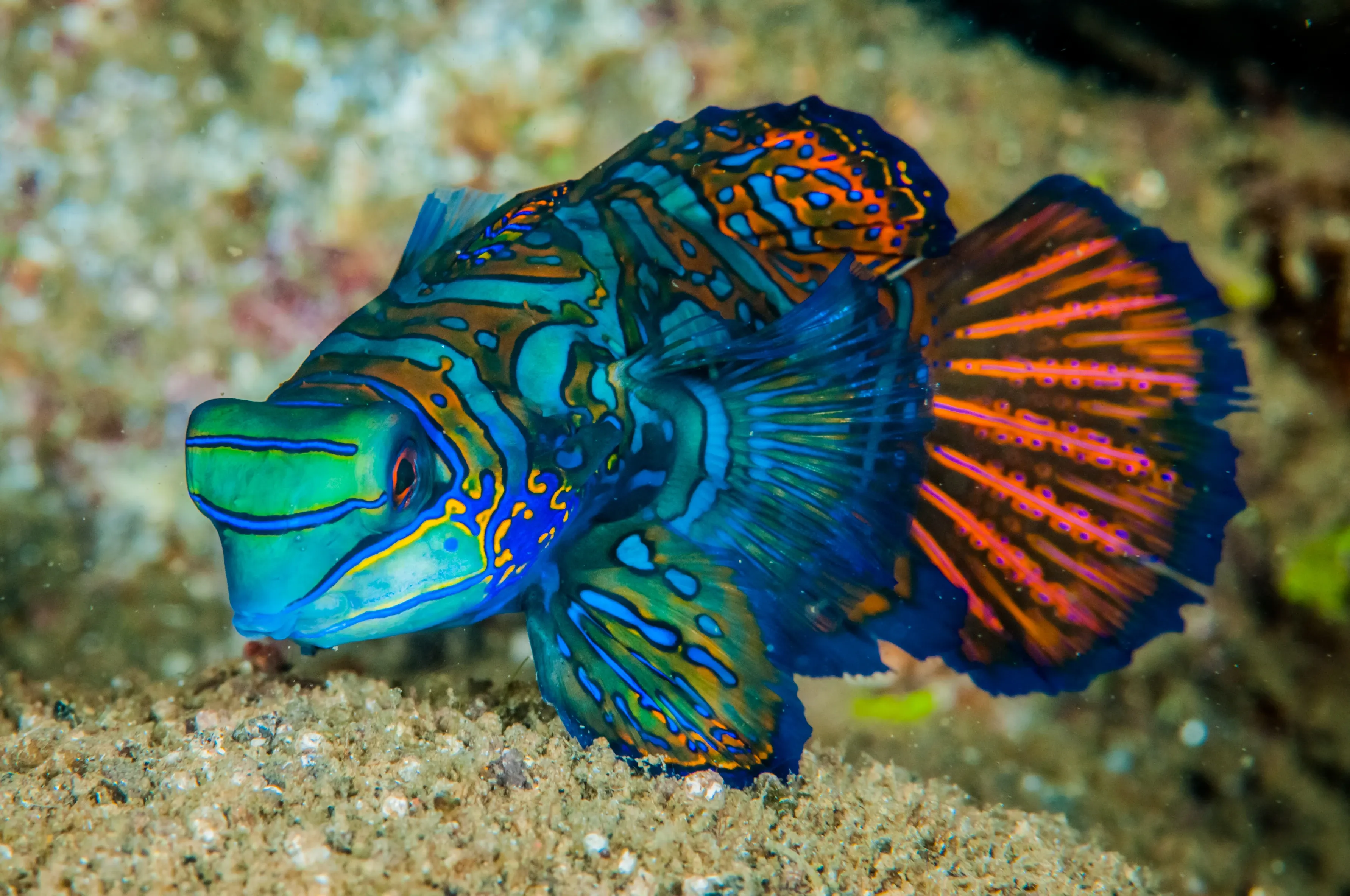A mandarinfish with swirling blue and orange patterns rests near the sandy sea floor, its fan-shaped tail bright orange.