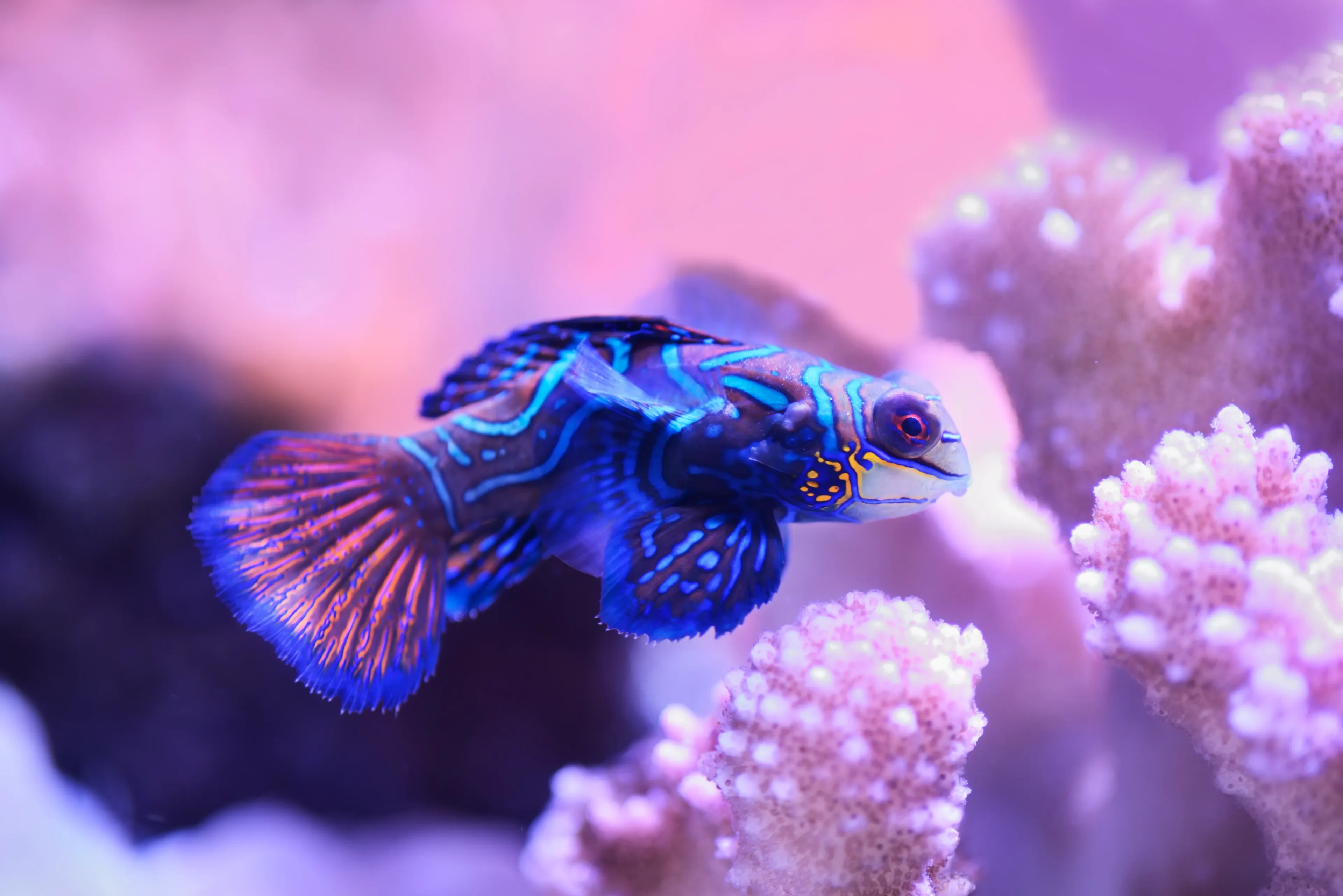 A mandarinfish swims past pink coral, its blue body covered in glowing turquoise squiggles and an orange-and-blue fan tail.