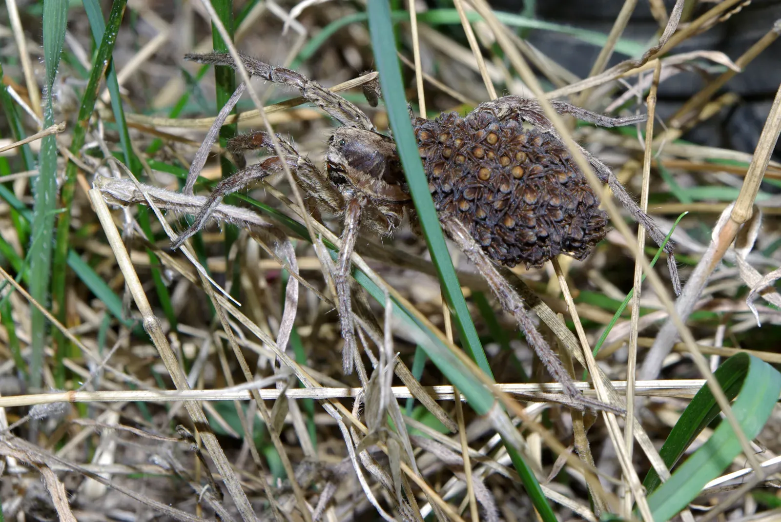 A Mediterranean wolf spider with a striped grey-brown body and long patterned legs resting on a pale rock.