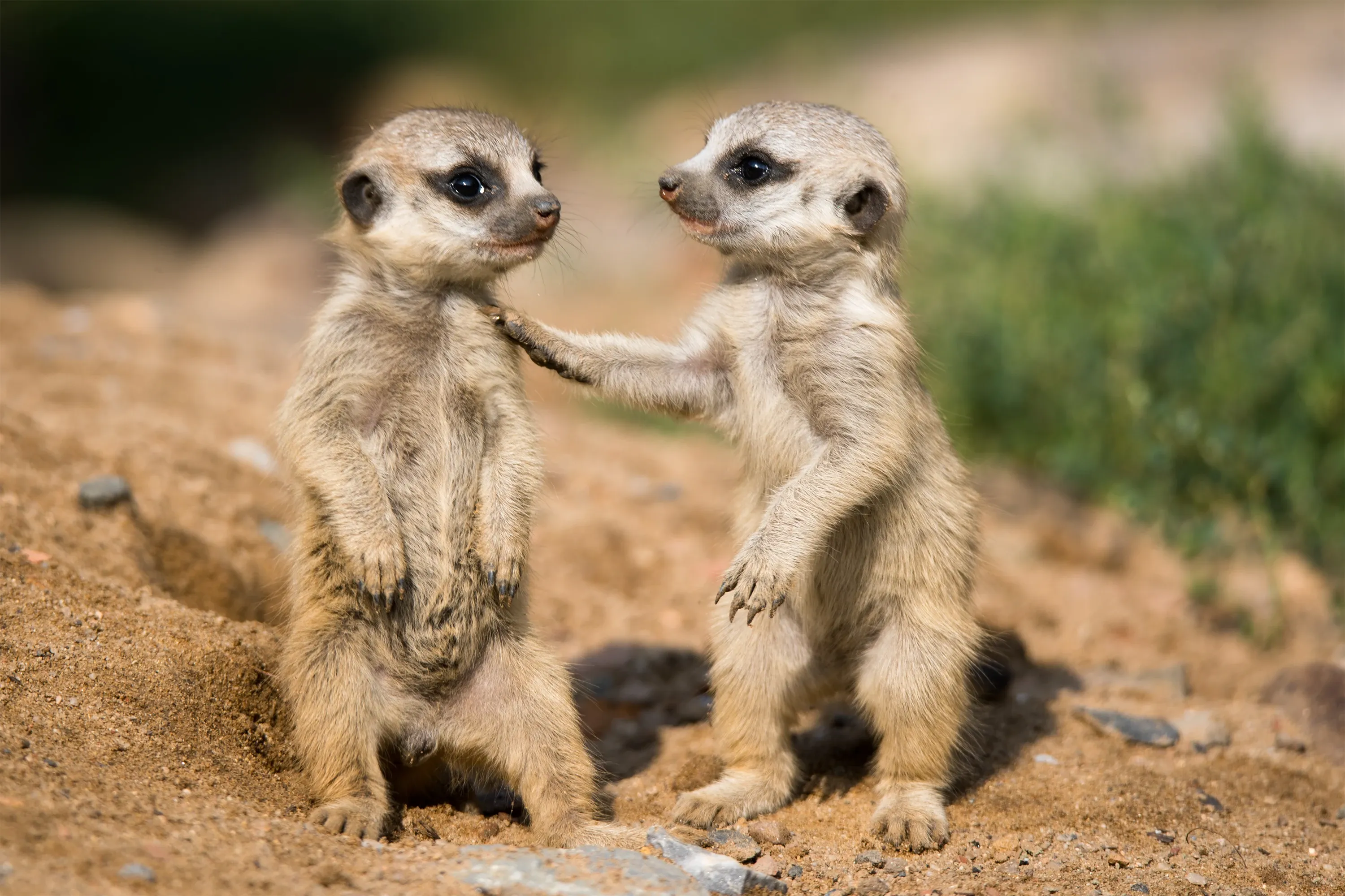 Two young meerkats standing upright on sandy ground, one with a paw resting on the other's chest.