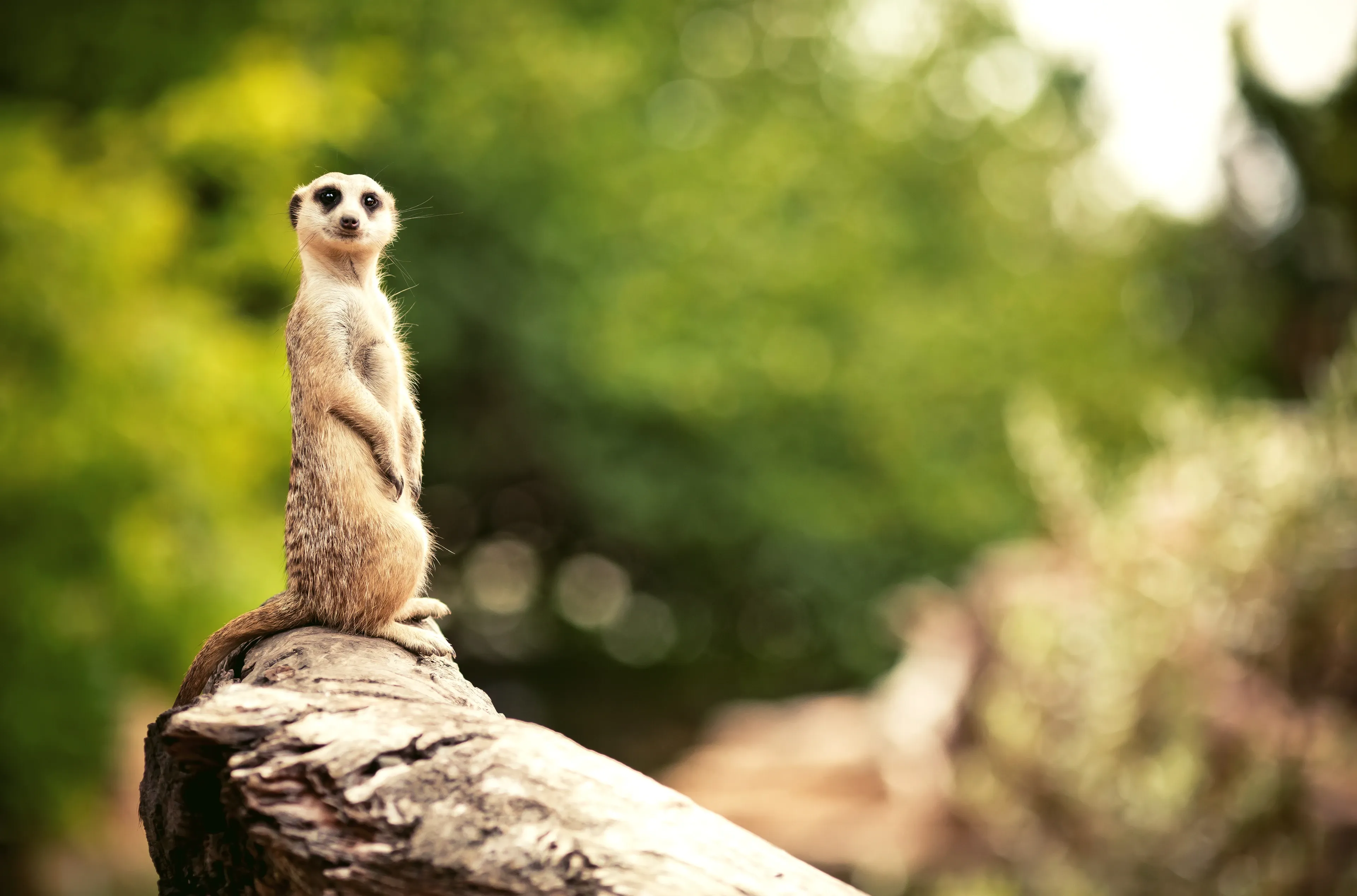 A meerkat standing upright on a weathered log in a sentinel pose, looking toward the camera.