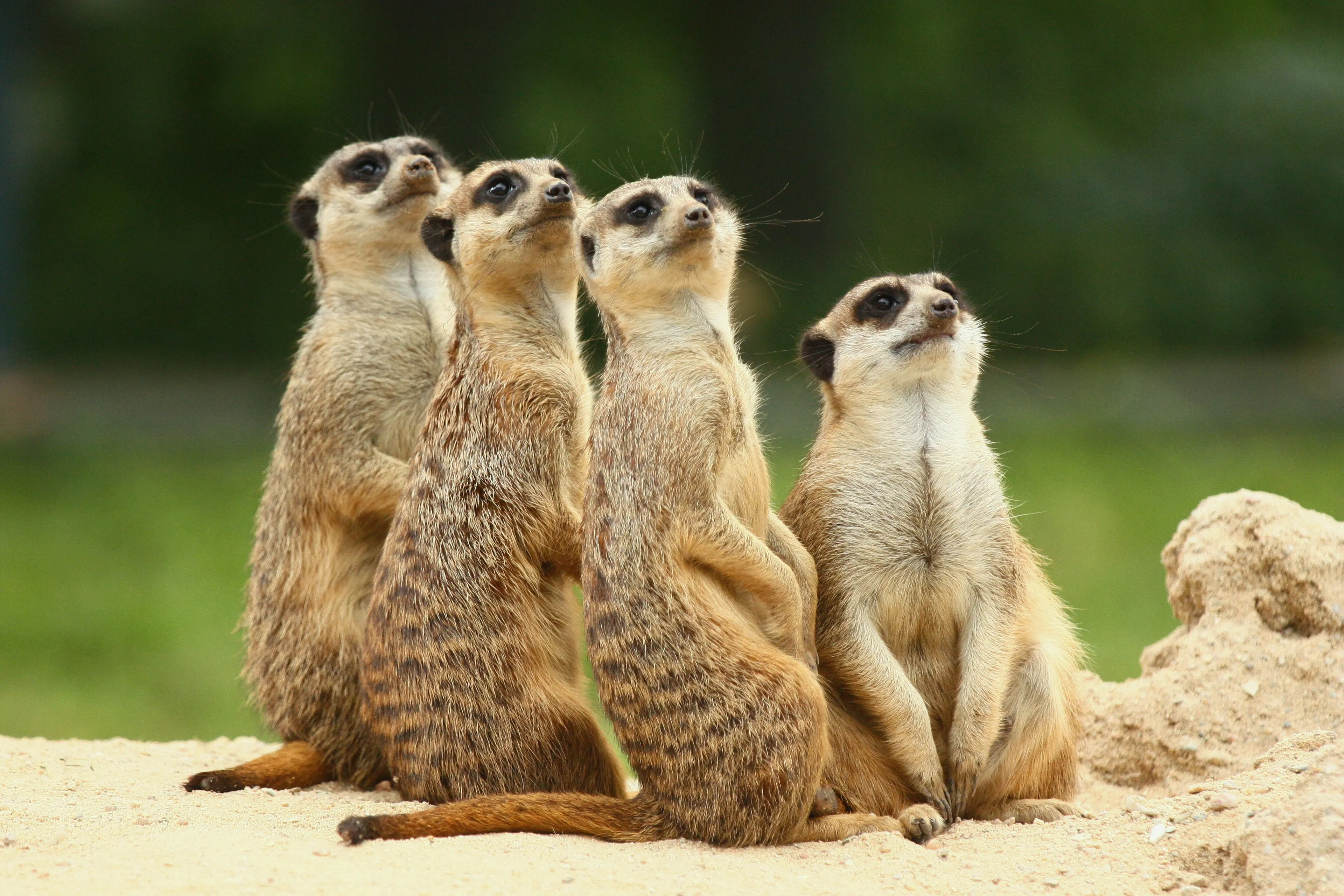 Four meerkats on sandy ground looking upward together against a blurred green background.