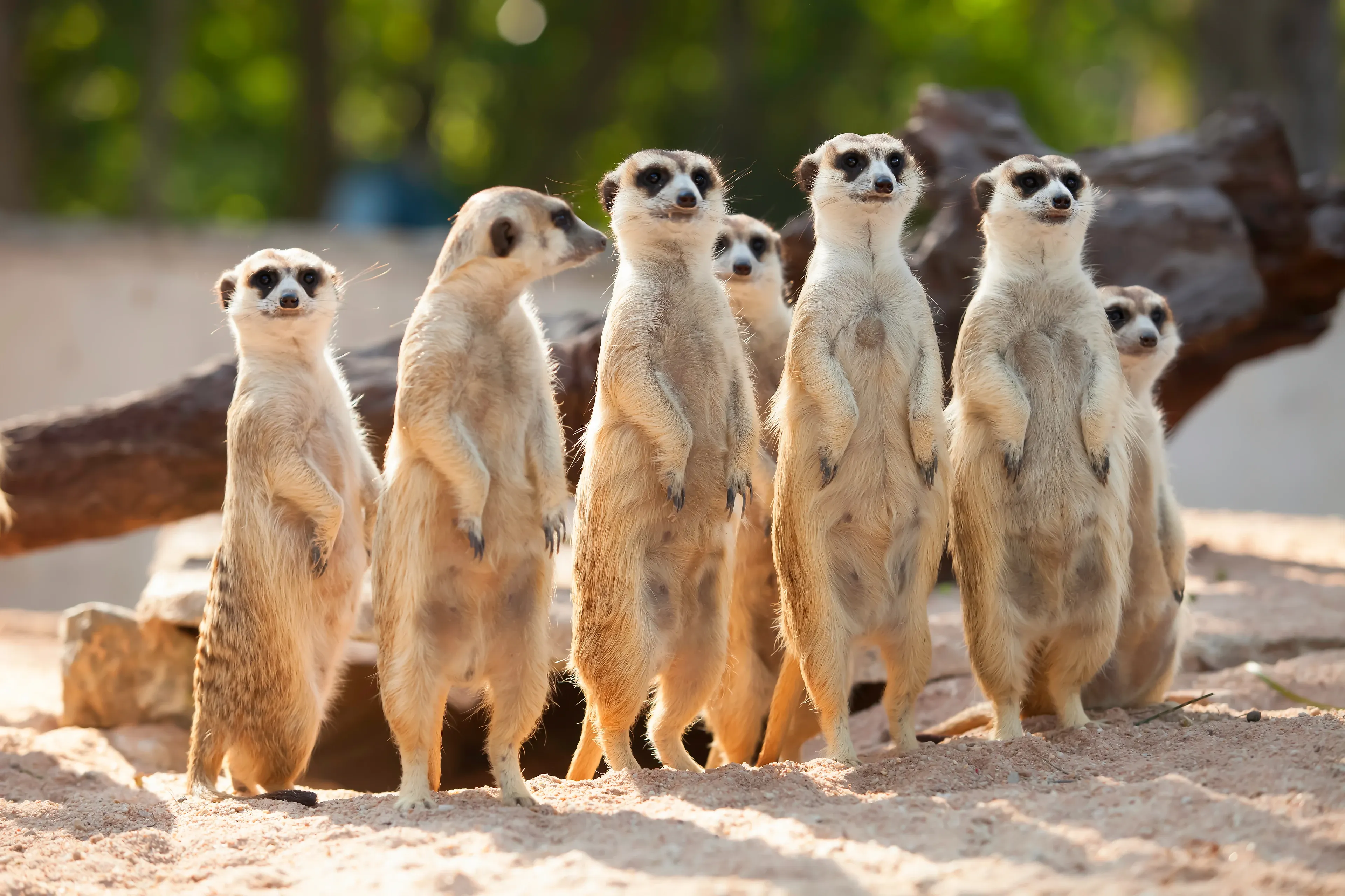 A group of meerkats standing upright on sandy ground in a sunlit outdoor setting.