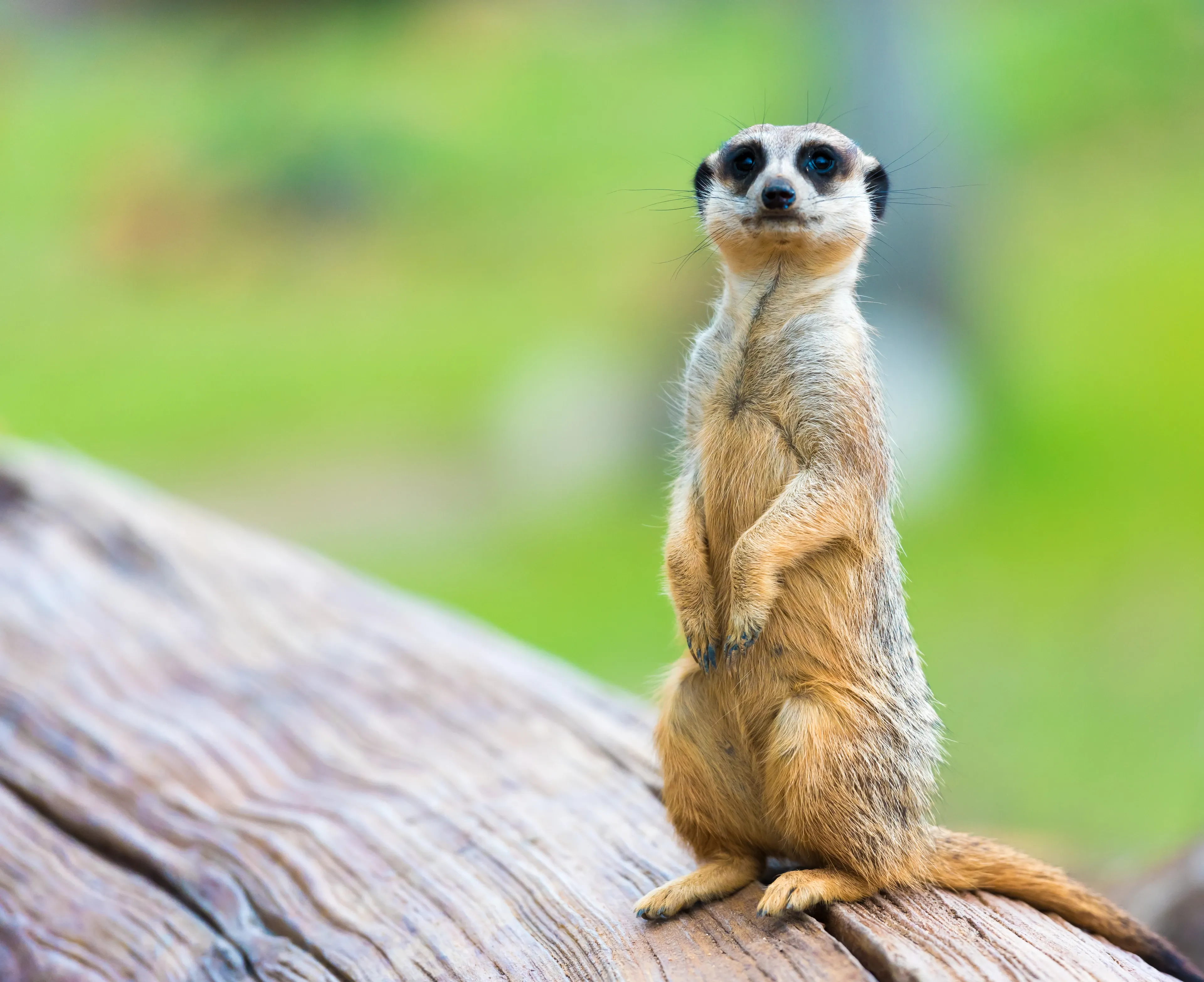 A meerkat standing upright on a weathered log, looking toward the camera against blurred green foliage.