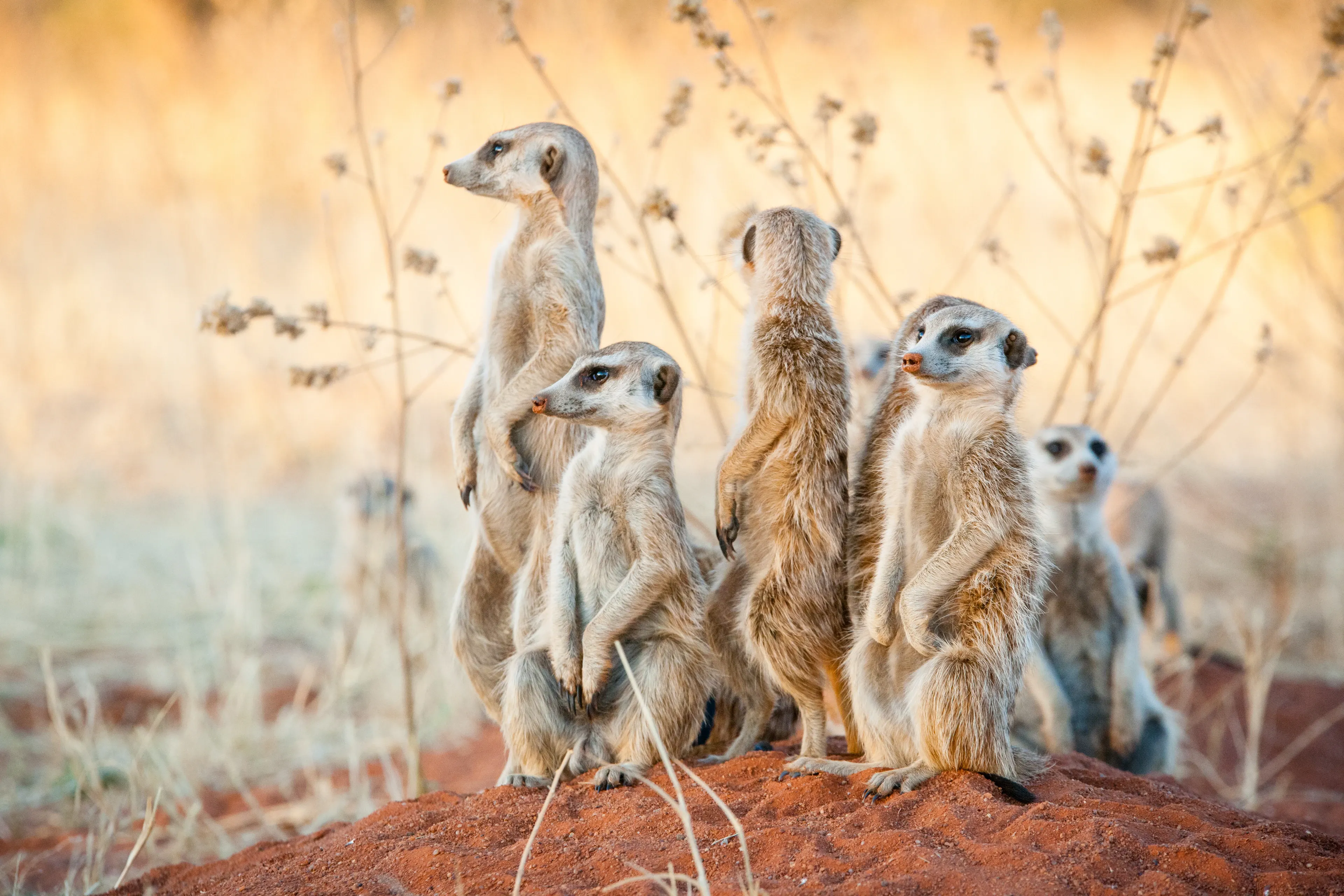 A group of meerkats standing upright on a reddish sandy mound in warm golden light.