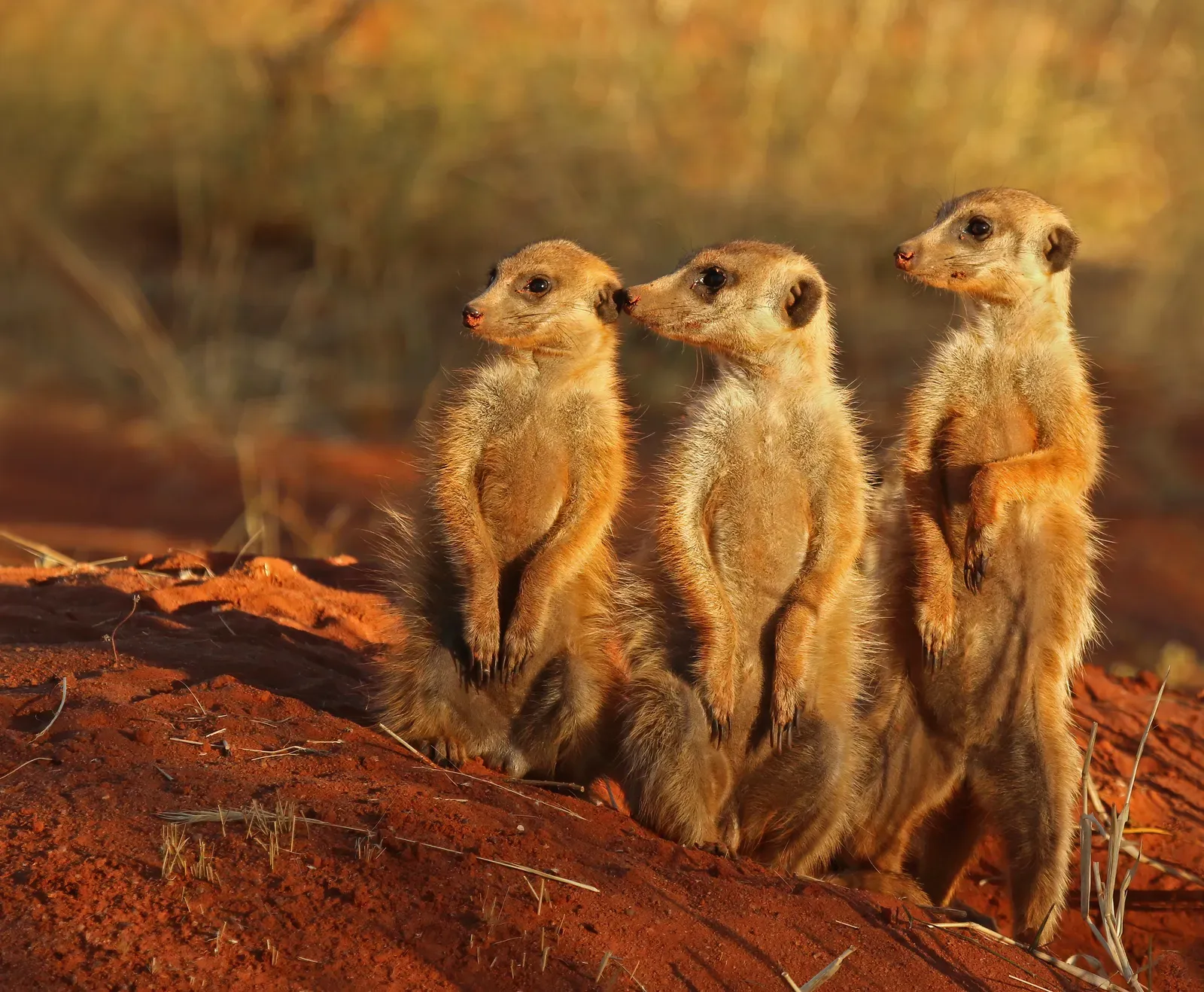 Three meerkats standing upright together on red Kalahari sand in warm light, their dark eye patches and banded backs clearly visible.
