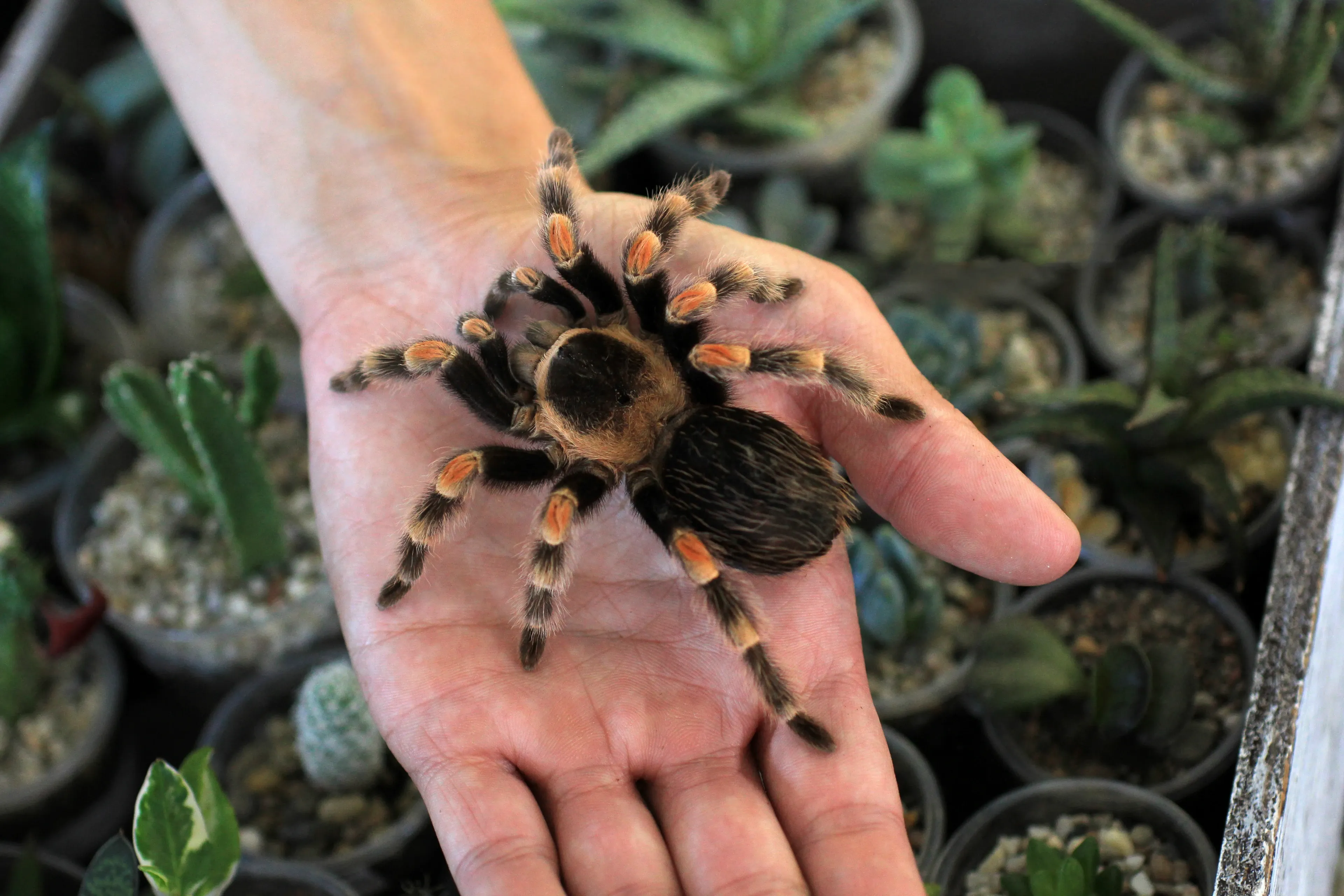 A Mexican Redknee Tarantula rests on an open palm, fuzzy black body and bright orange-red bands at the leg joints, with potted succulents and cacti in the background.
