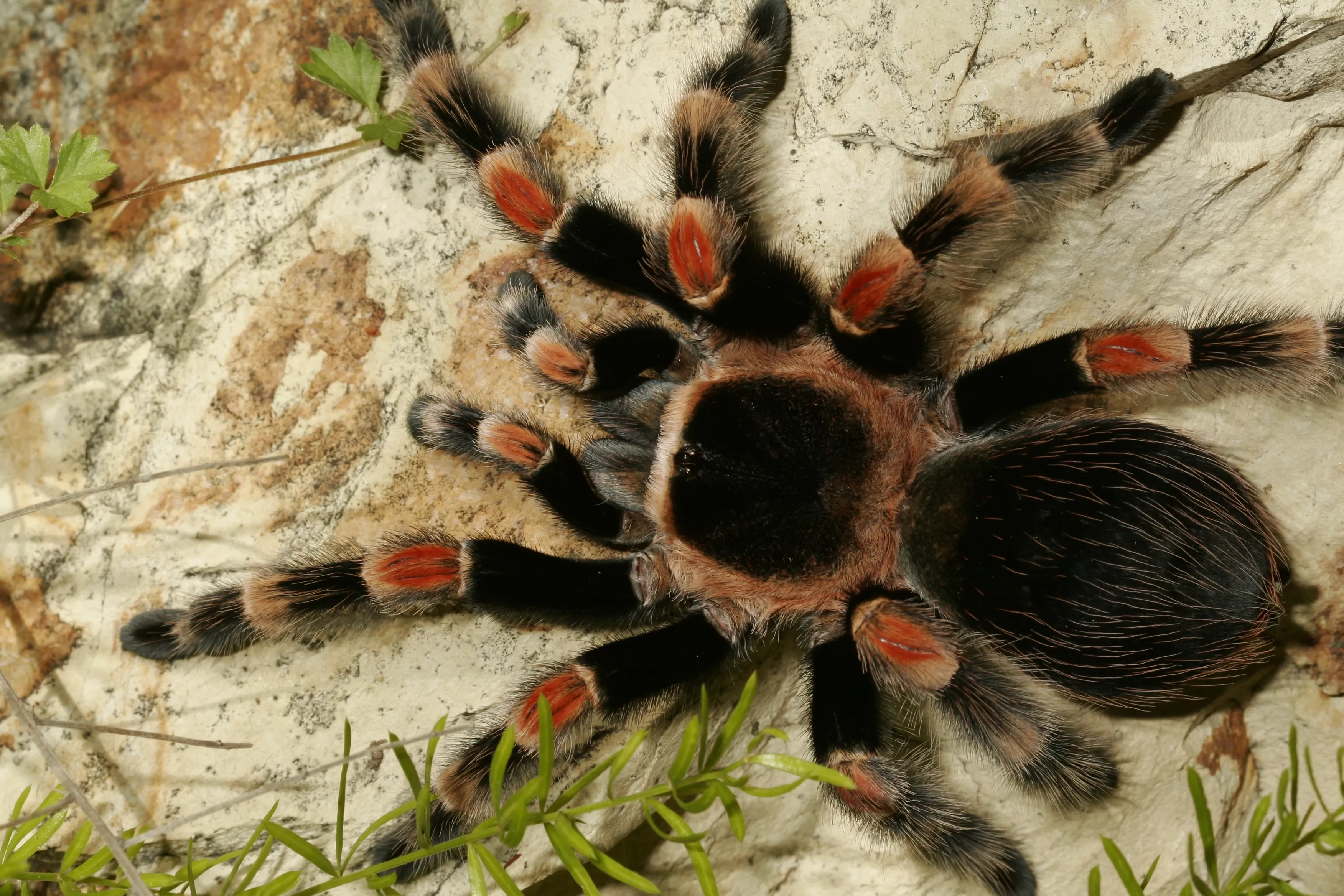A Mexican Redknee Tarantula crawls across pale textured rock, eight thick hairy legs splayed out, with bright reddish-orange patches at the joints and small green plants nearby.