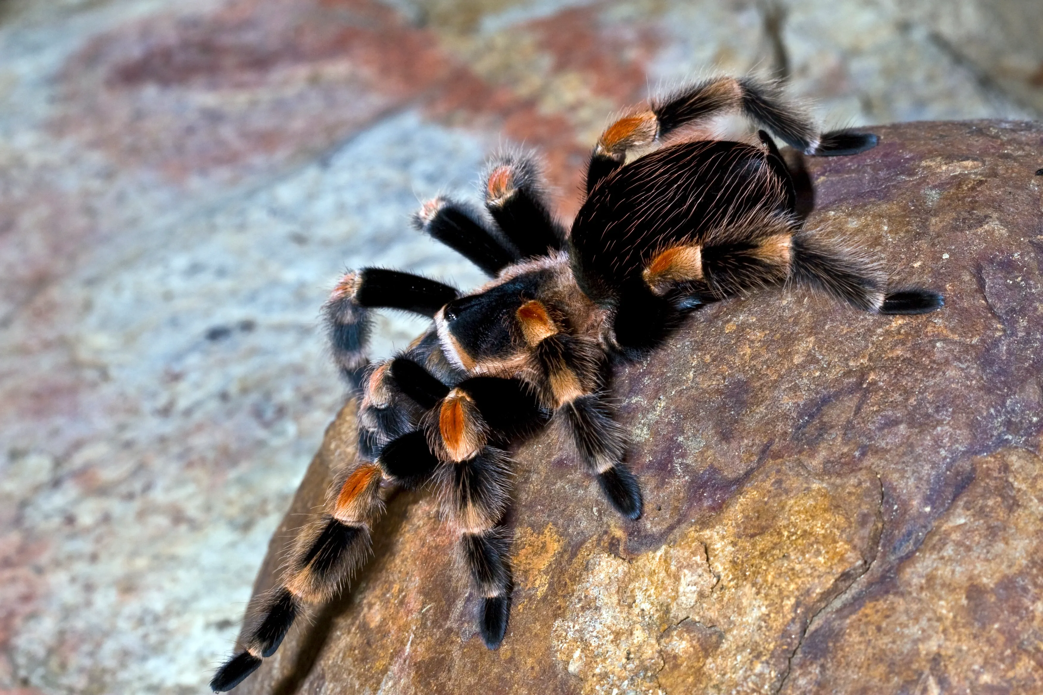 A Mexican Redknee Tarantula climbs diagonally across a brown rock, plump hairy body and eight bristly legs gripping the stone, orange-red knee patches standing out.