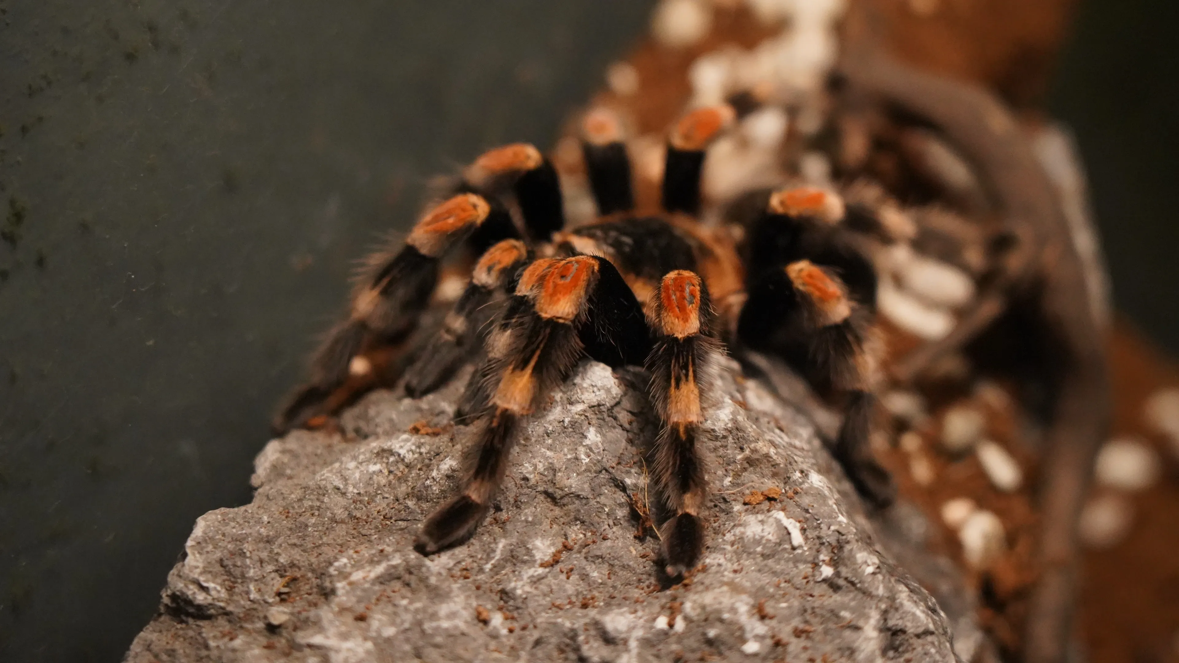 A Mexican Redknee Tarantula stands firmly on a bumpy grey rock, hairy black legs showing bright orange stripes at the joints against its dark, fuzzy body.