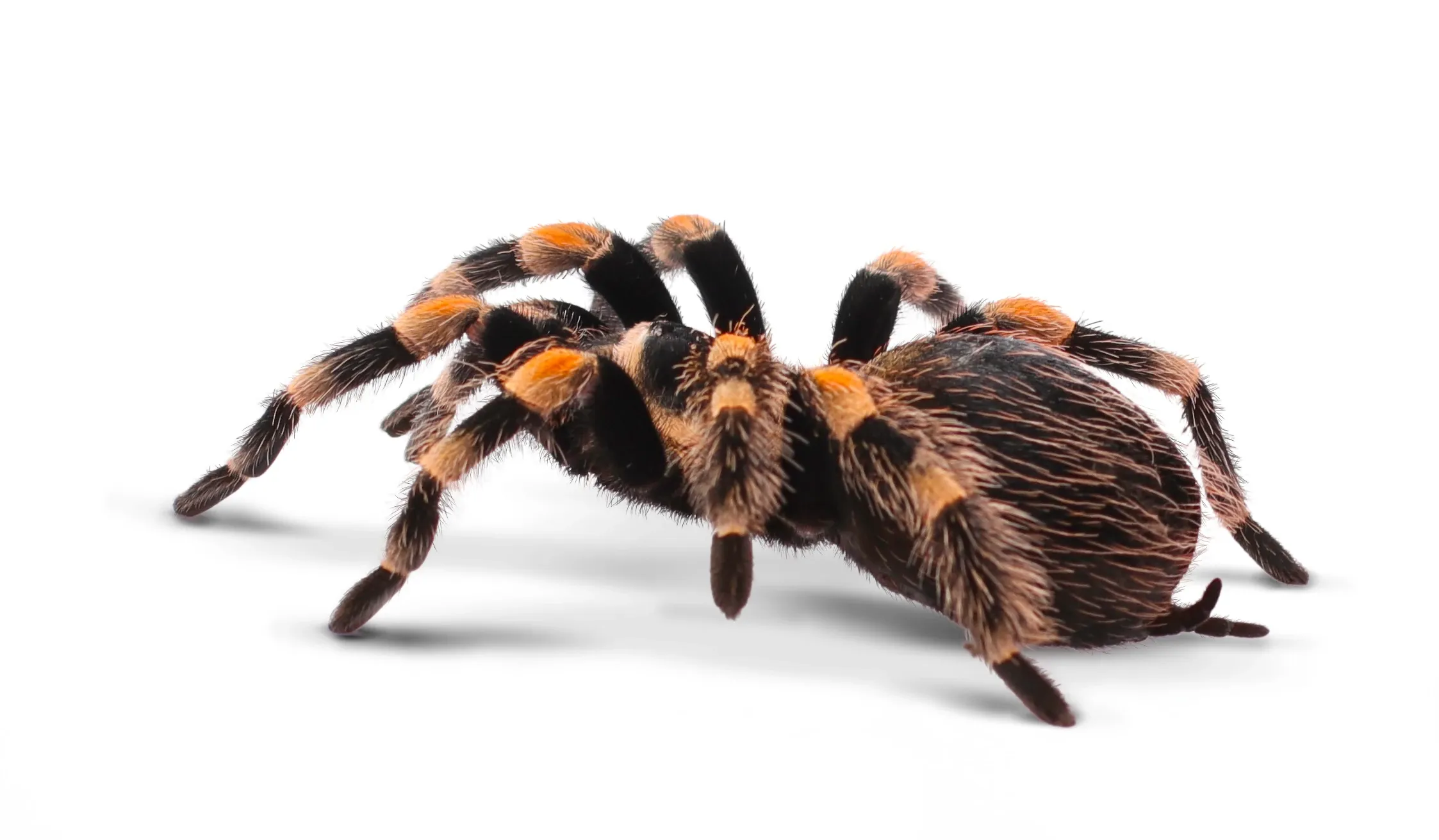 A Mexican Redknee Tarantula stands on a plain white surface, thick black legs spread wide to show orange-red bands at the joints, round fuzzy body facing slightly left.