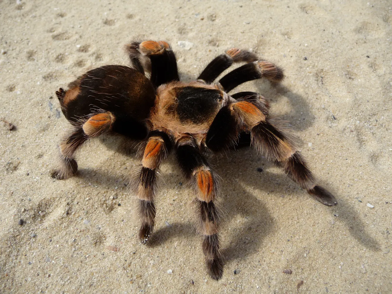 A Mexican redknee tarantula on pale sand, its dark hairy body and legs marked with bright orange-red bands at the knee joints.