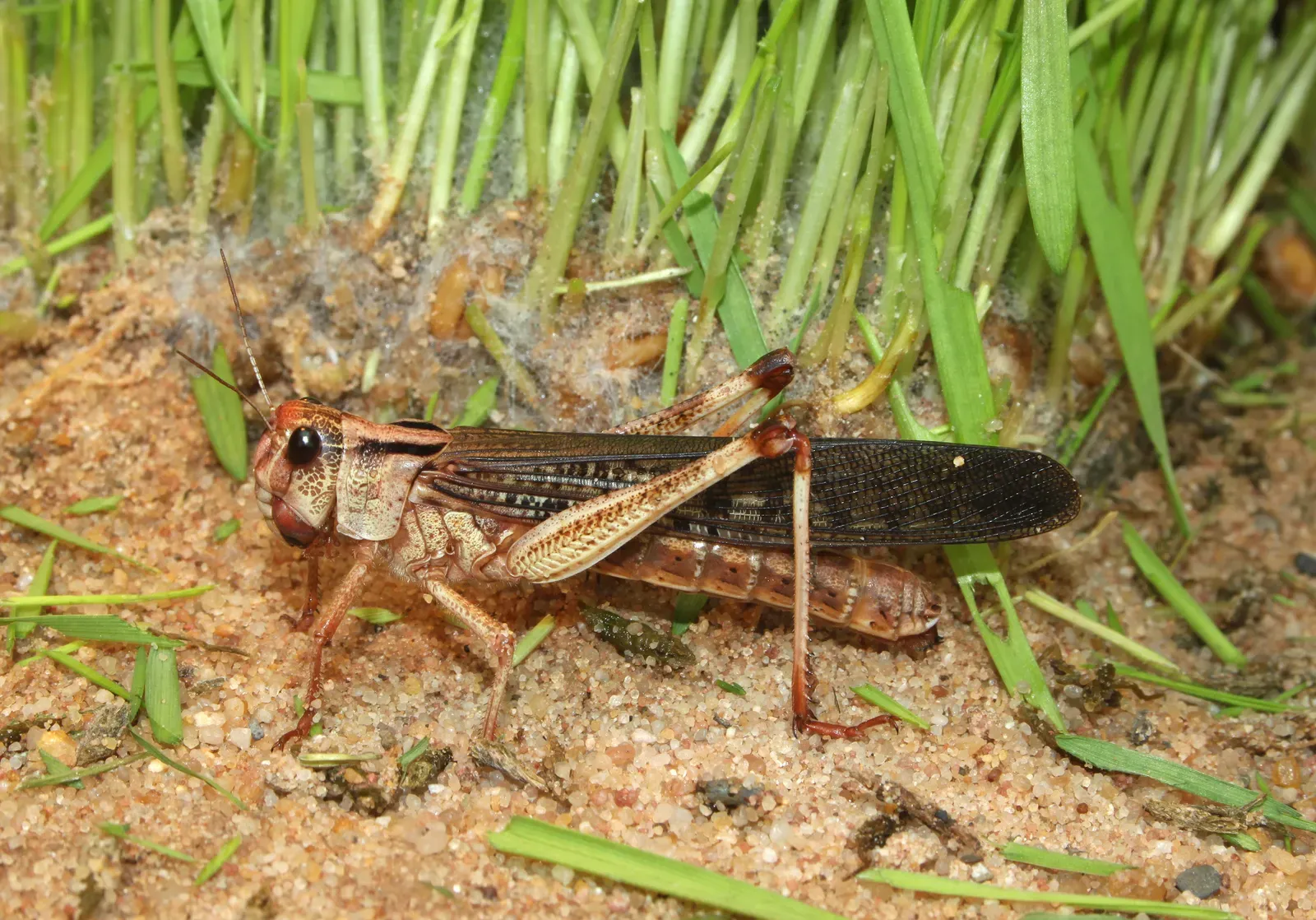 A migratory locust with patterned brown wings and strong back legs resting on sandy ground beside blades of green grass.