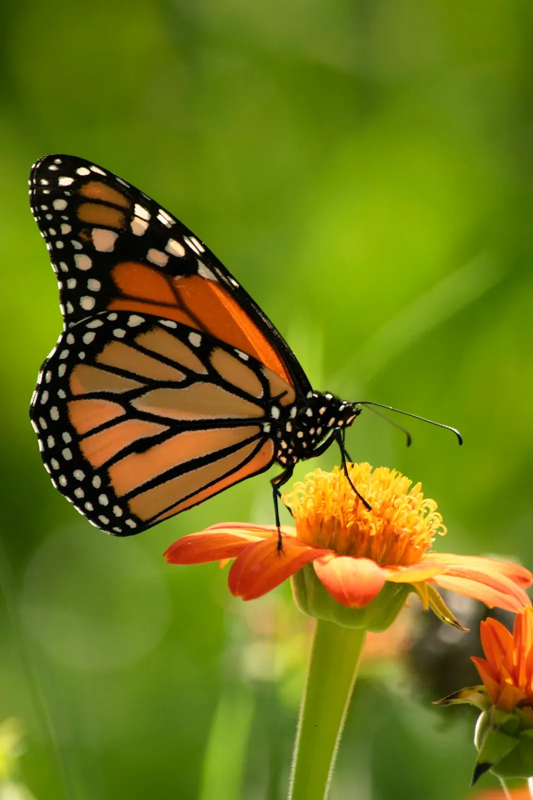 A monarch butterfly feeding on an orange flower, its orange wings crossed by black veins and edged with white-spotted black borders.