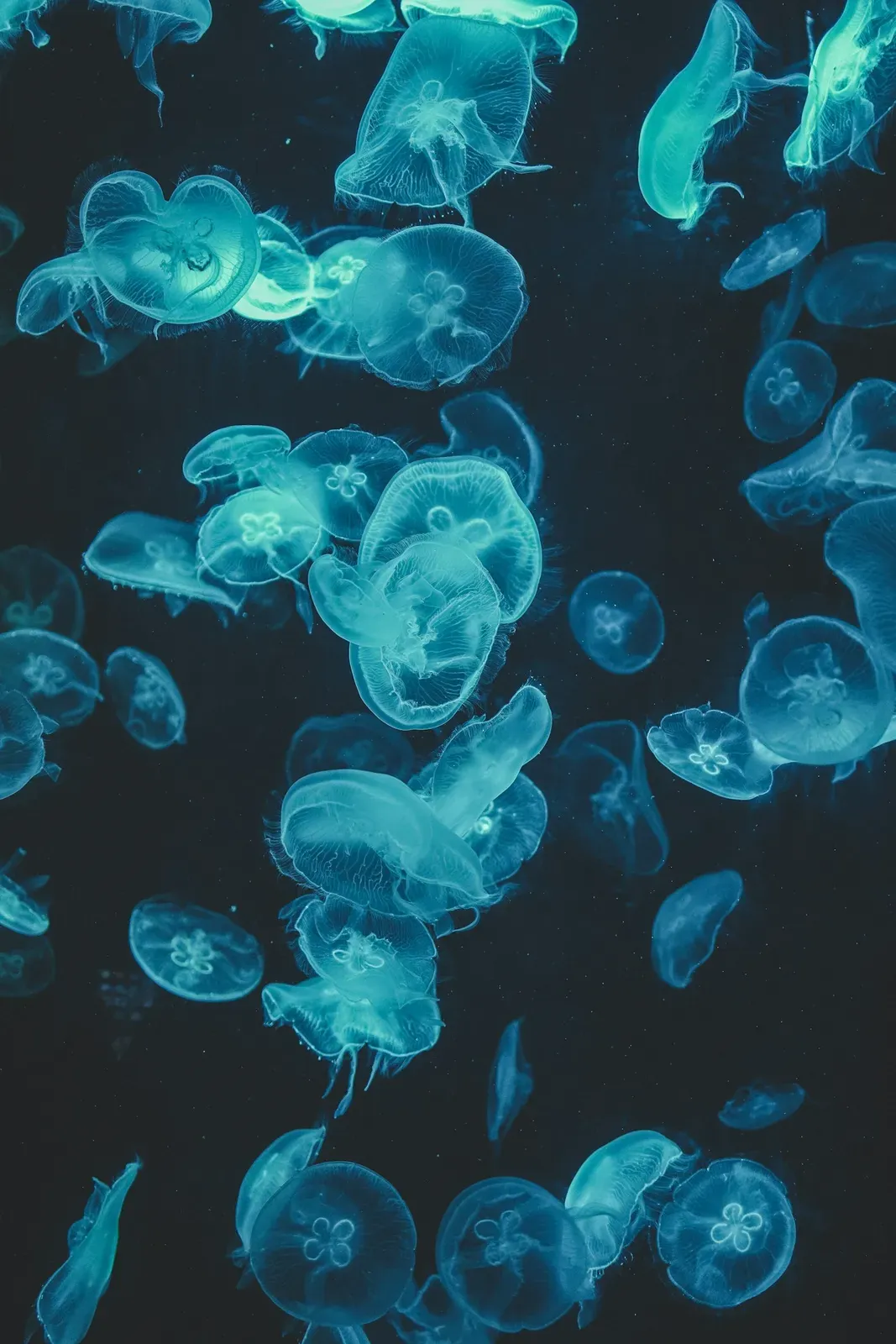 Many translucent blue moon jellyfish drifting in dark water, each showing four pale clover-shaped rings.