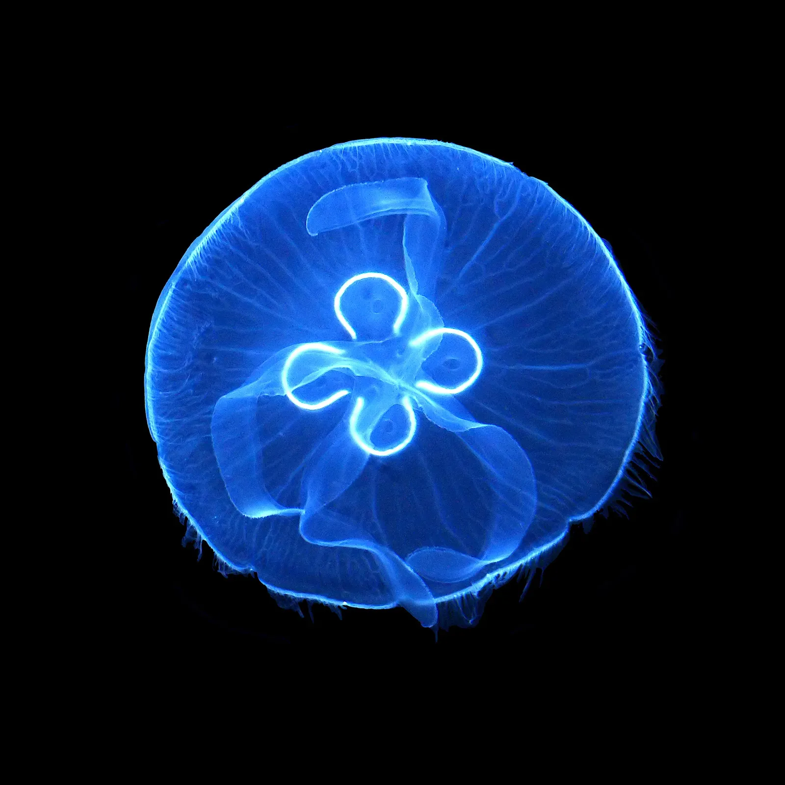 A moon jellyfish with a translucent bell and four pale clover-shaped gonads, photographed at Pairi Daiza in Belgium.
