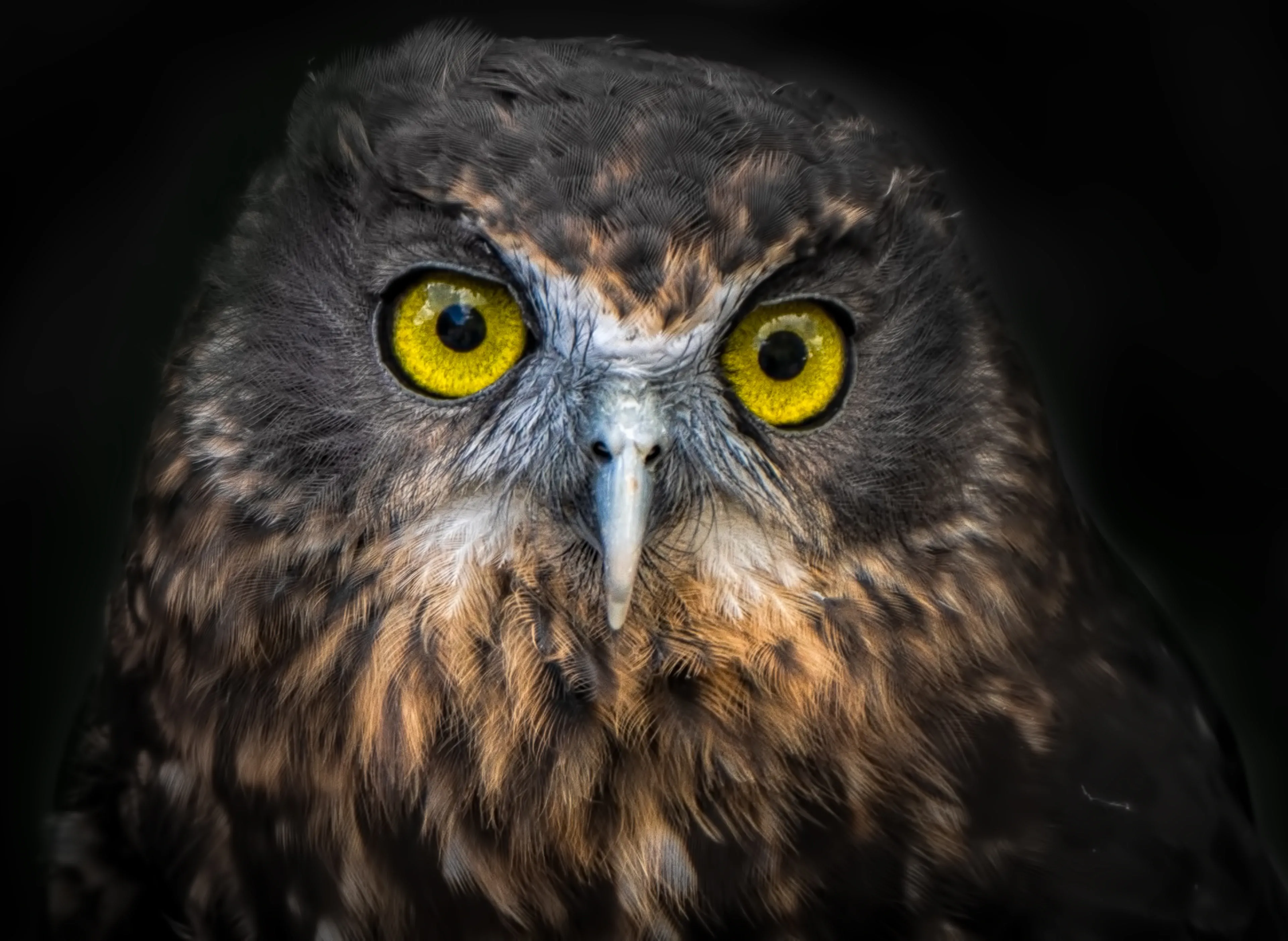 A morepork stares straight at the viewer against a black background, with large yellow eyes and a small hooked beak. Its feathers are mottled dark brown, golden-tan, and cream.