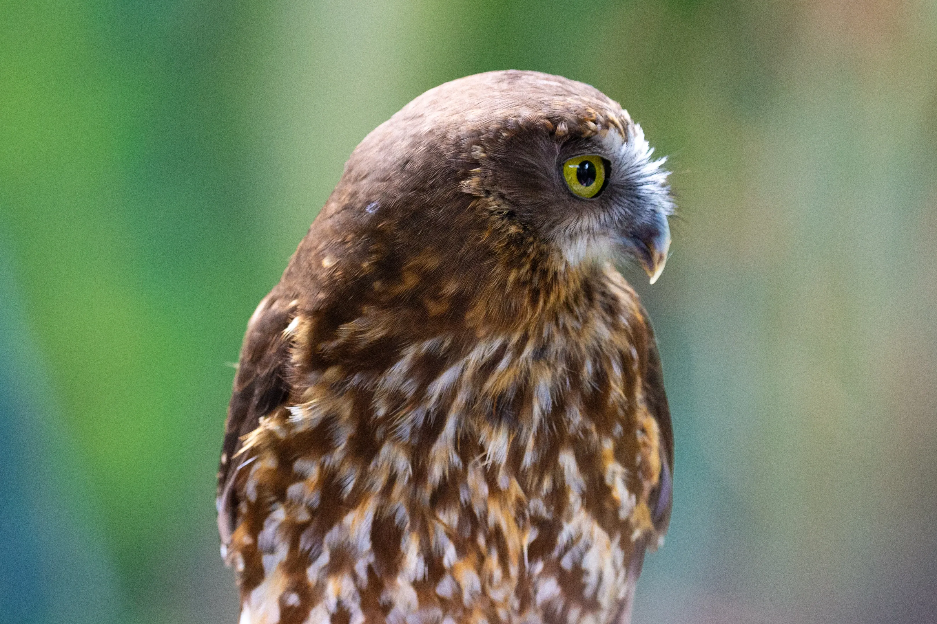 A morepork looks to the right in close-up, showing large round yellow eyes and a sharp hooked beak. Its feathers mix dark and reddish brown with cream speckles on the chest, against a soft green-and-brown forest blur.