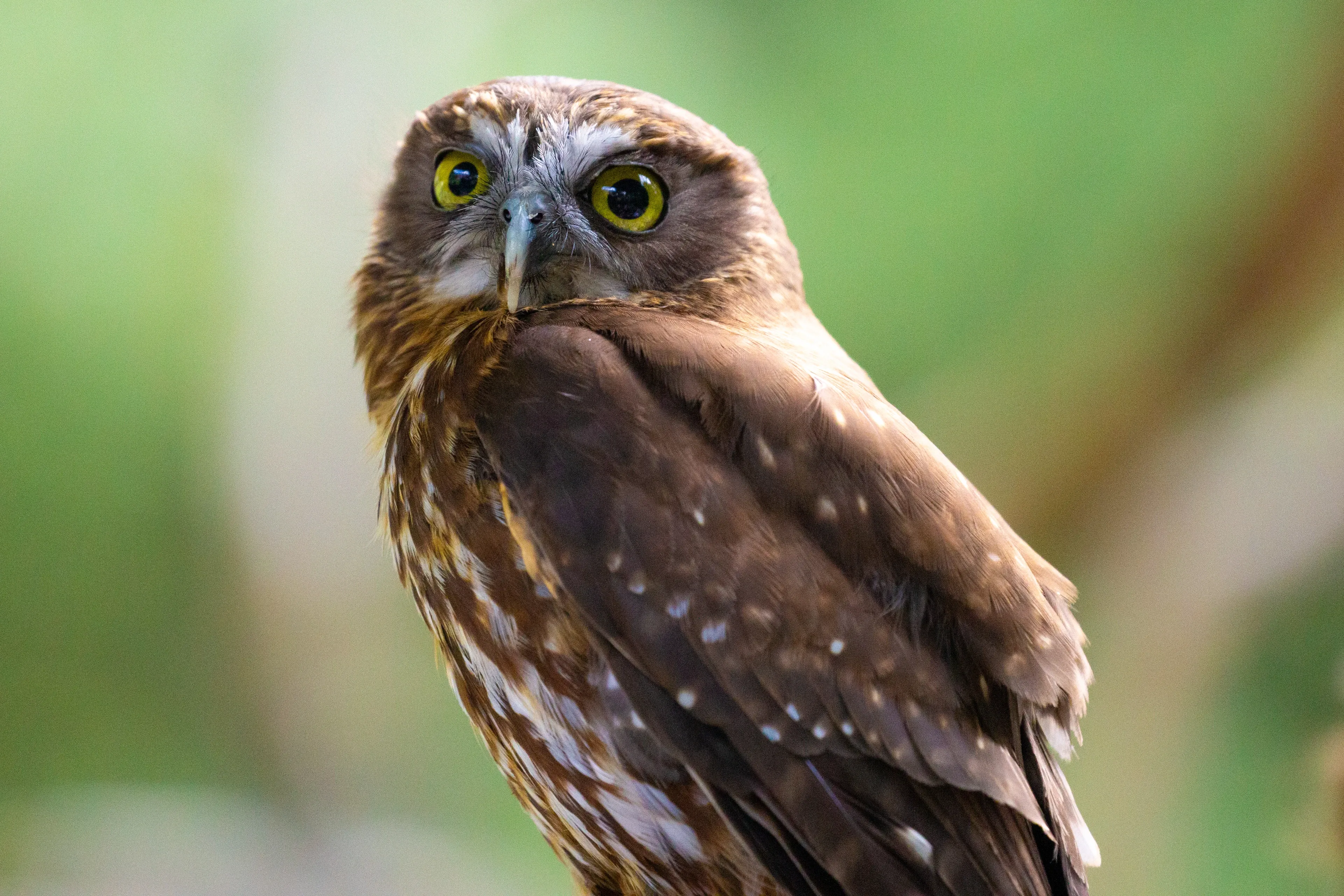 A morepork perches upright with its head turned to look forward, showing large yellow eyes and white-spotted chocolate-brown wings. Its chest is streaked brown and white, with a blurred green forest behind it.