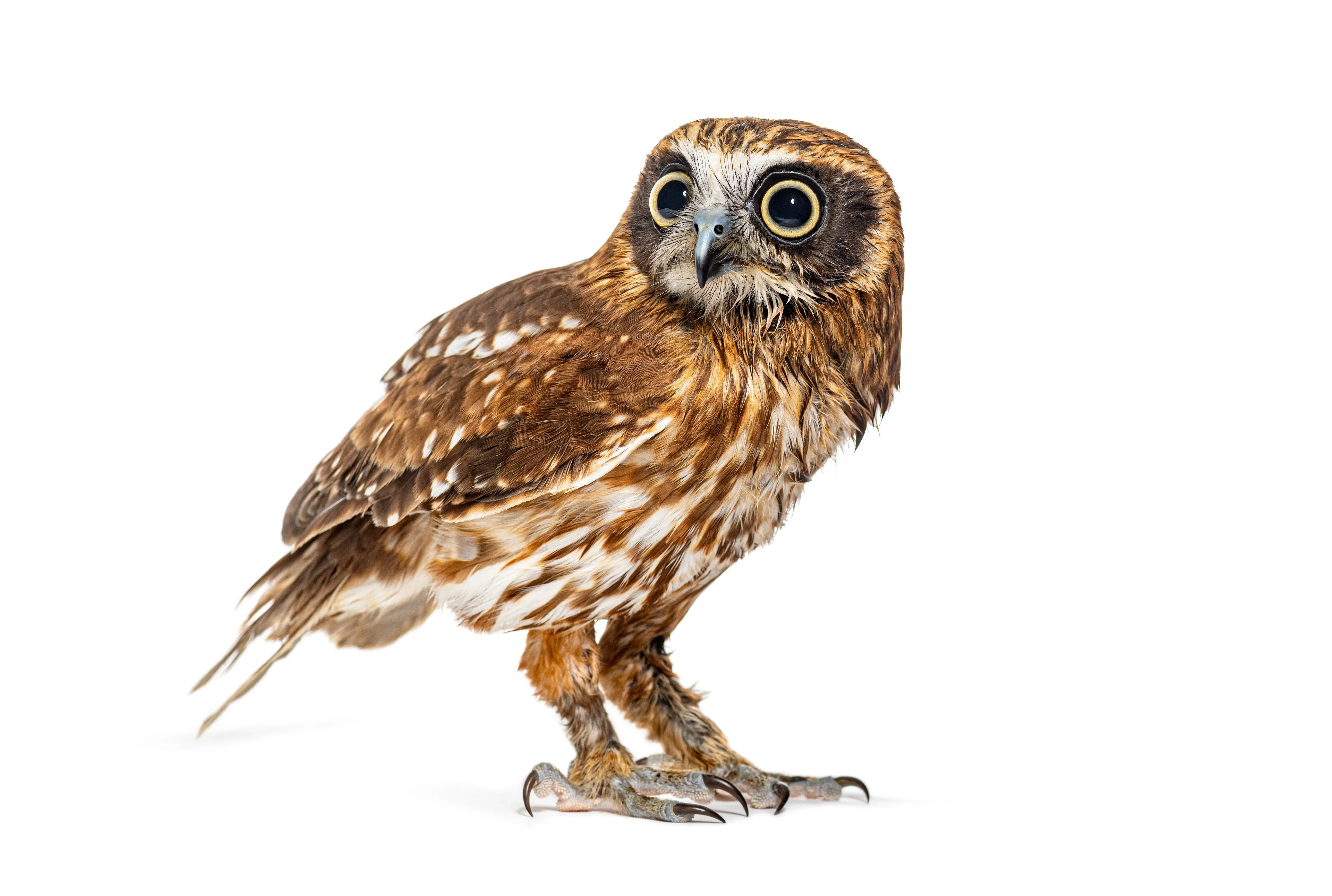 A morepork stands in profile on a white background, turning its head to look at the viewer with large golden-yellow eyes. Mottled brown feathers with white speckles cover its wings, and dark talons show on its feathered feet.