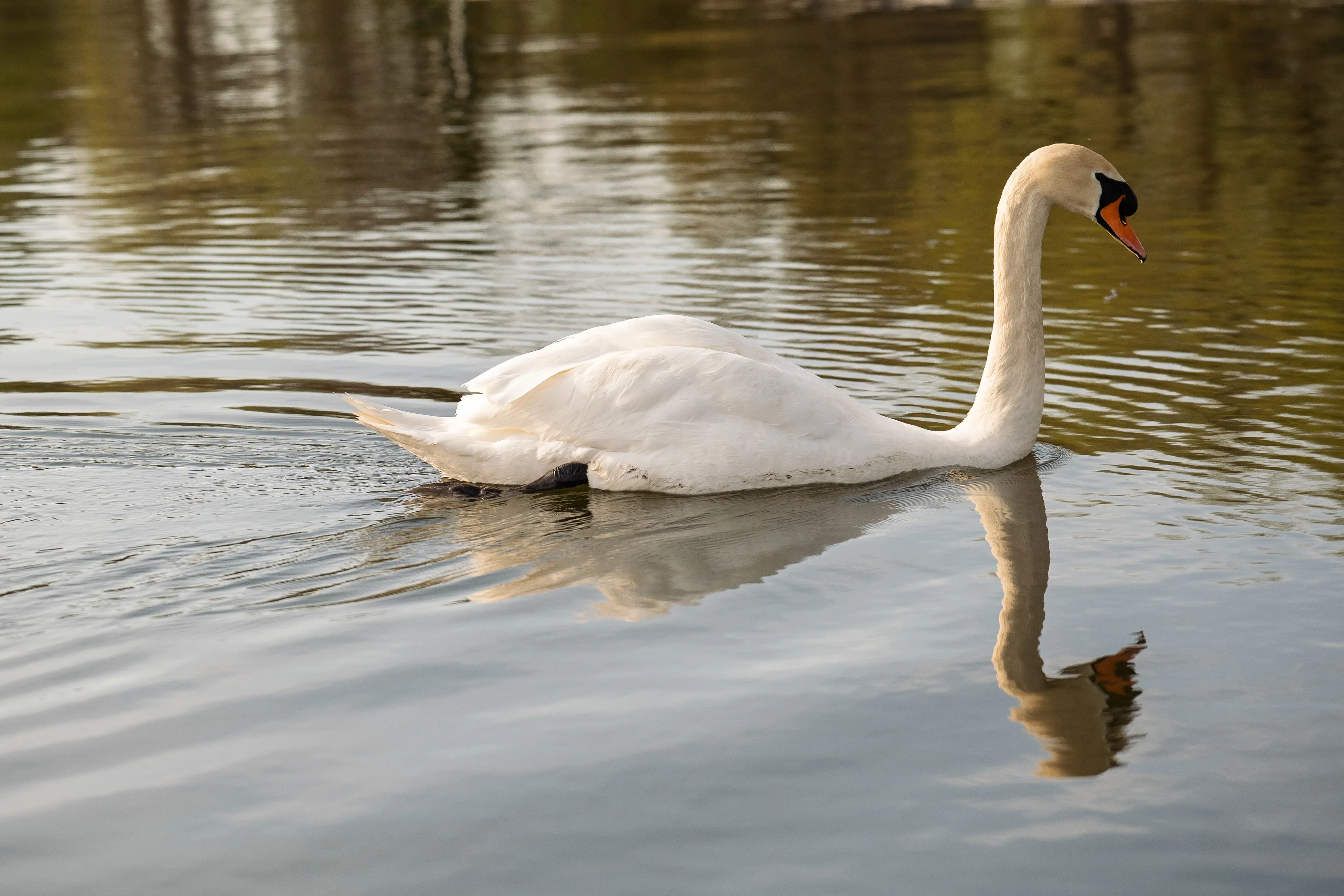 A mute swan glides across a calm pond with its neck curved in an S shape, its white feathers reflected in the still water.