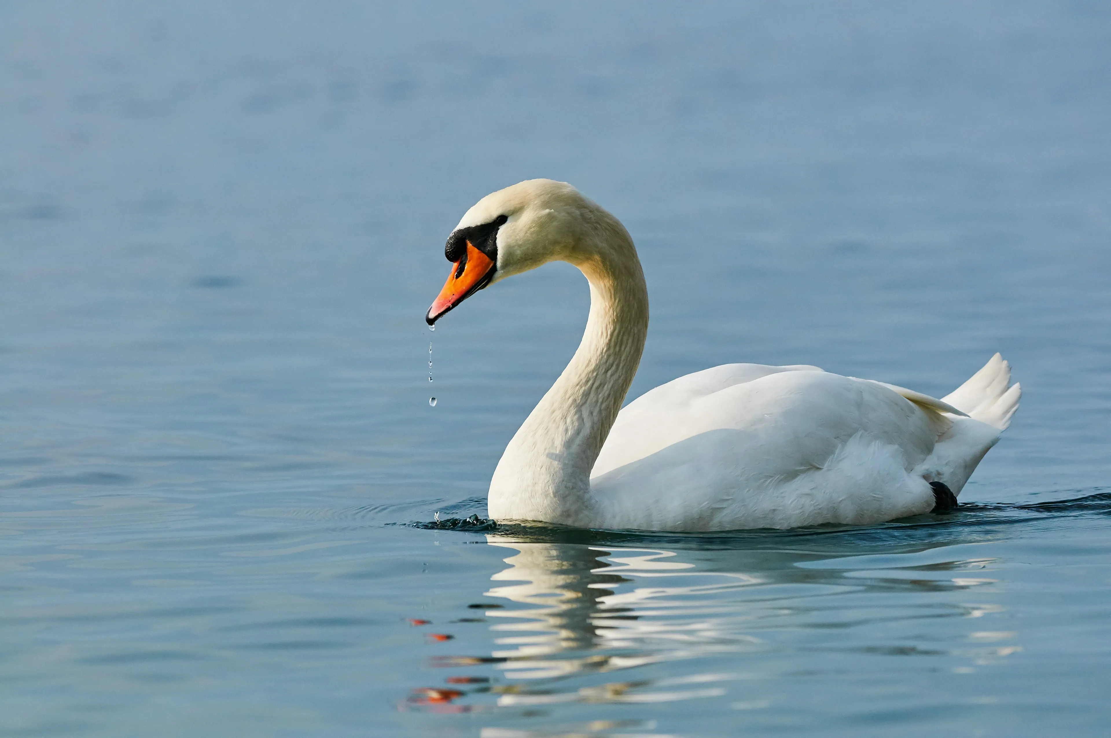 A mute swan floats on blue water with droplets dripping from its orange beak.