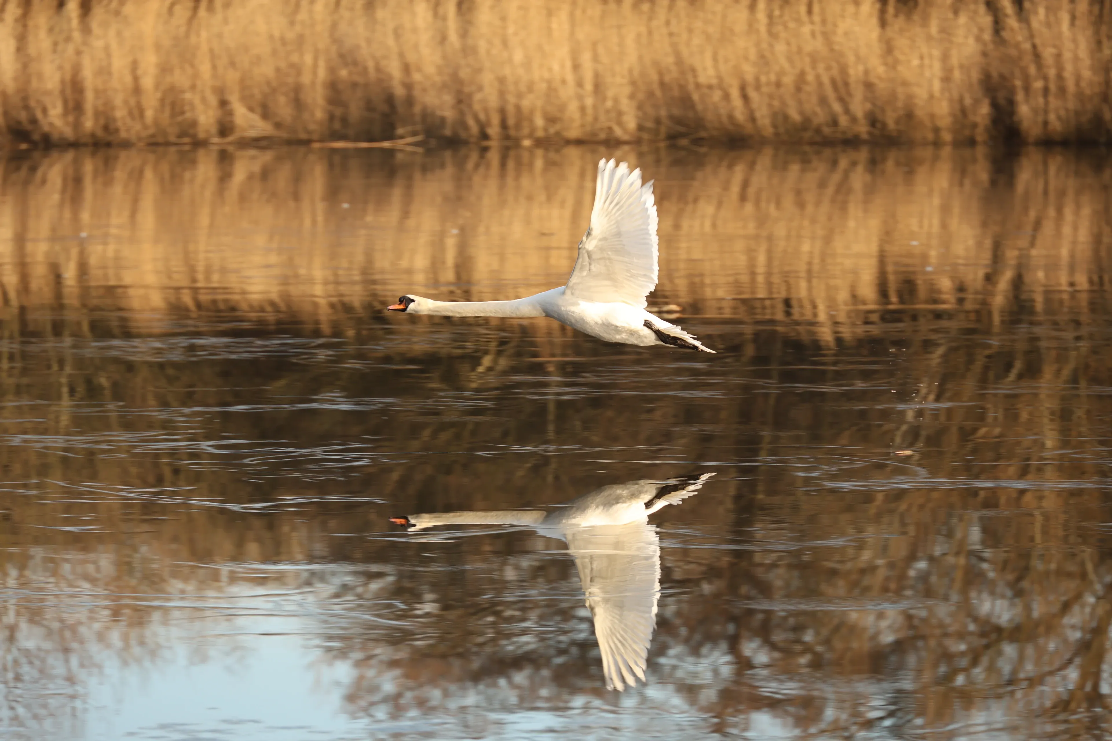 A mute swan flies low over calm water with its long neck stretched forward and white wings raised.