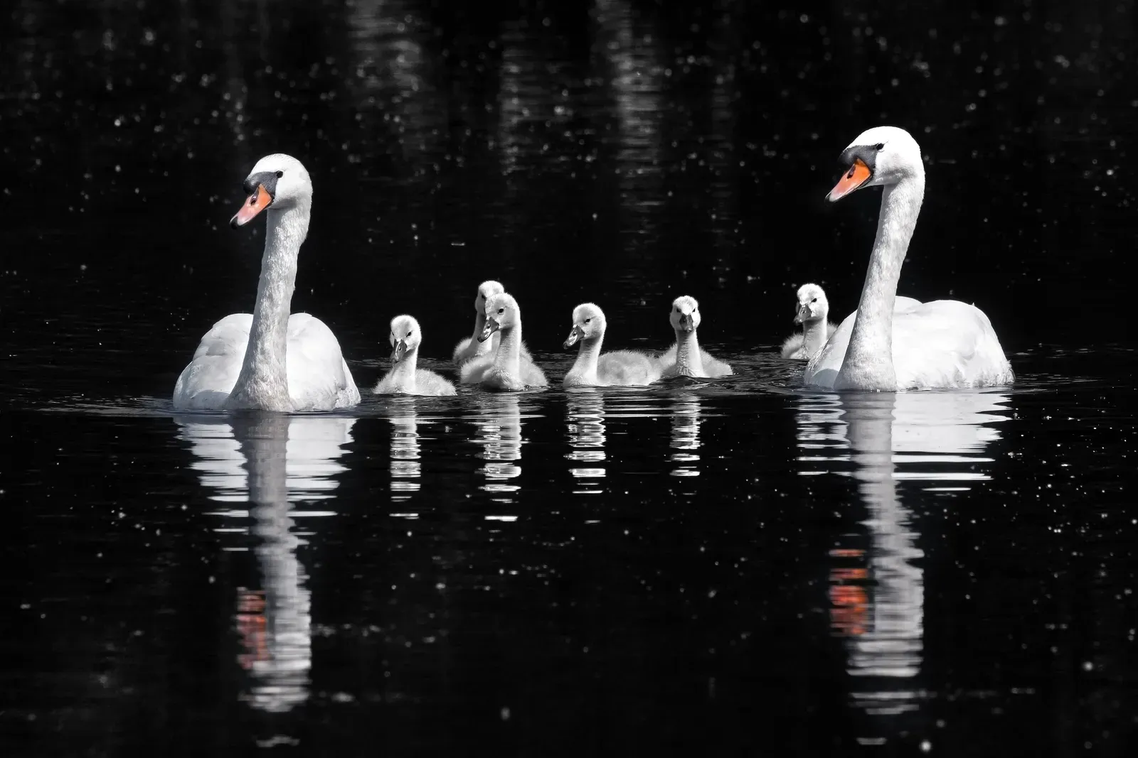 Two adult mute swans with orange black-knobbed bills gliding on dark water, guiding a line of fluffy grey cygnets between them.