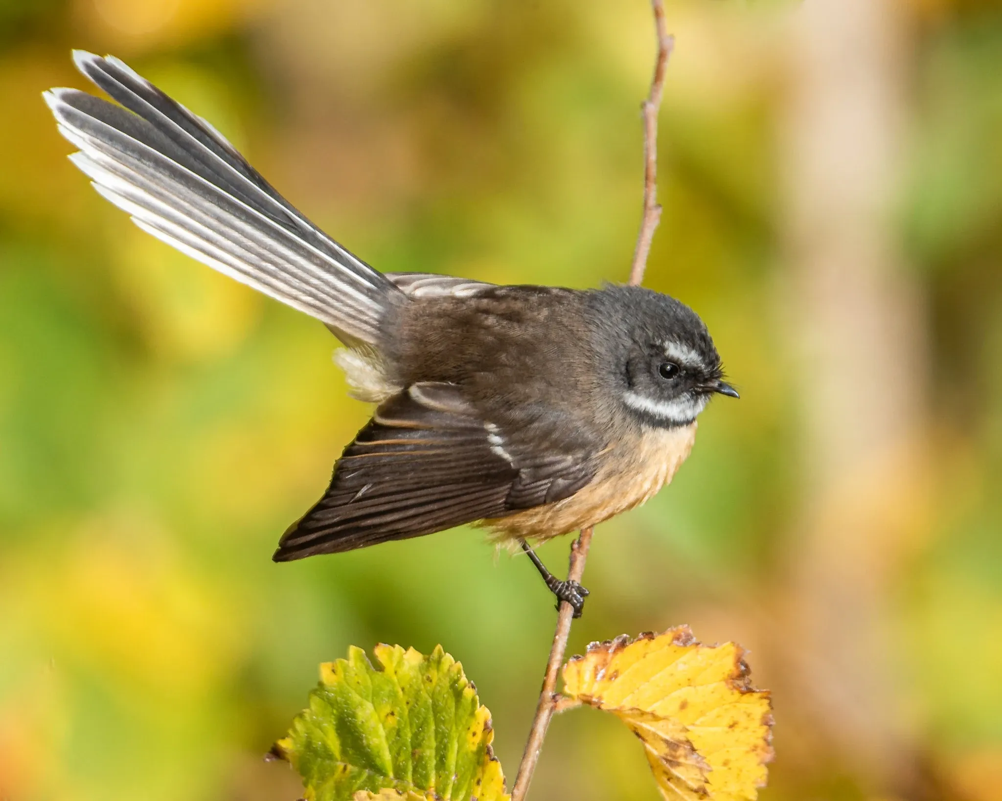 A pīwakawaka perches on a thin brown twig, facing right, with its long grey-and-white tail spread wide like a fan. A white eyebrow stripe and pale throat stand out against its dark grey head, with yellow-green leaves behind it.
