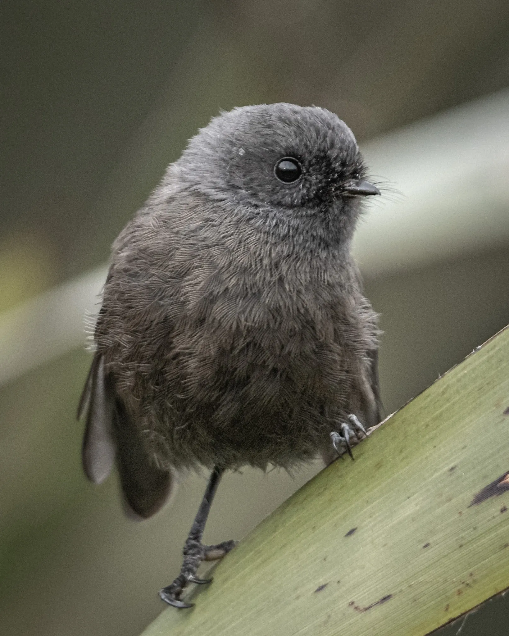 A fluffy, round pīwakawaka with charcoal-grey feathers perches on the edge of a wide pale-green flax leaf. Its glossy black eye and thin black beak catch the light, while its tail tucks down behind the leaf.