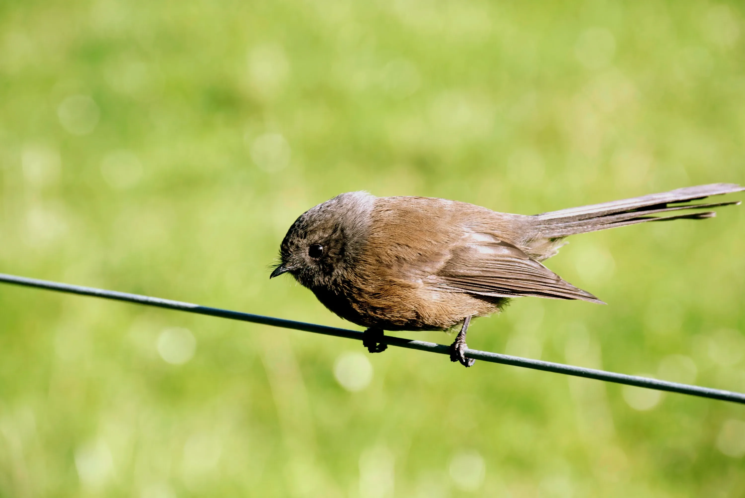 A dark brown pīwakawaka perches on a thin wire, looking forward with a tiny beak and a long tail. Bright green grass fills the background.