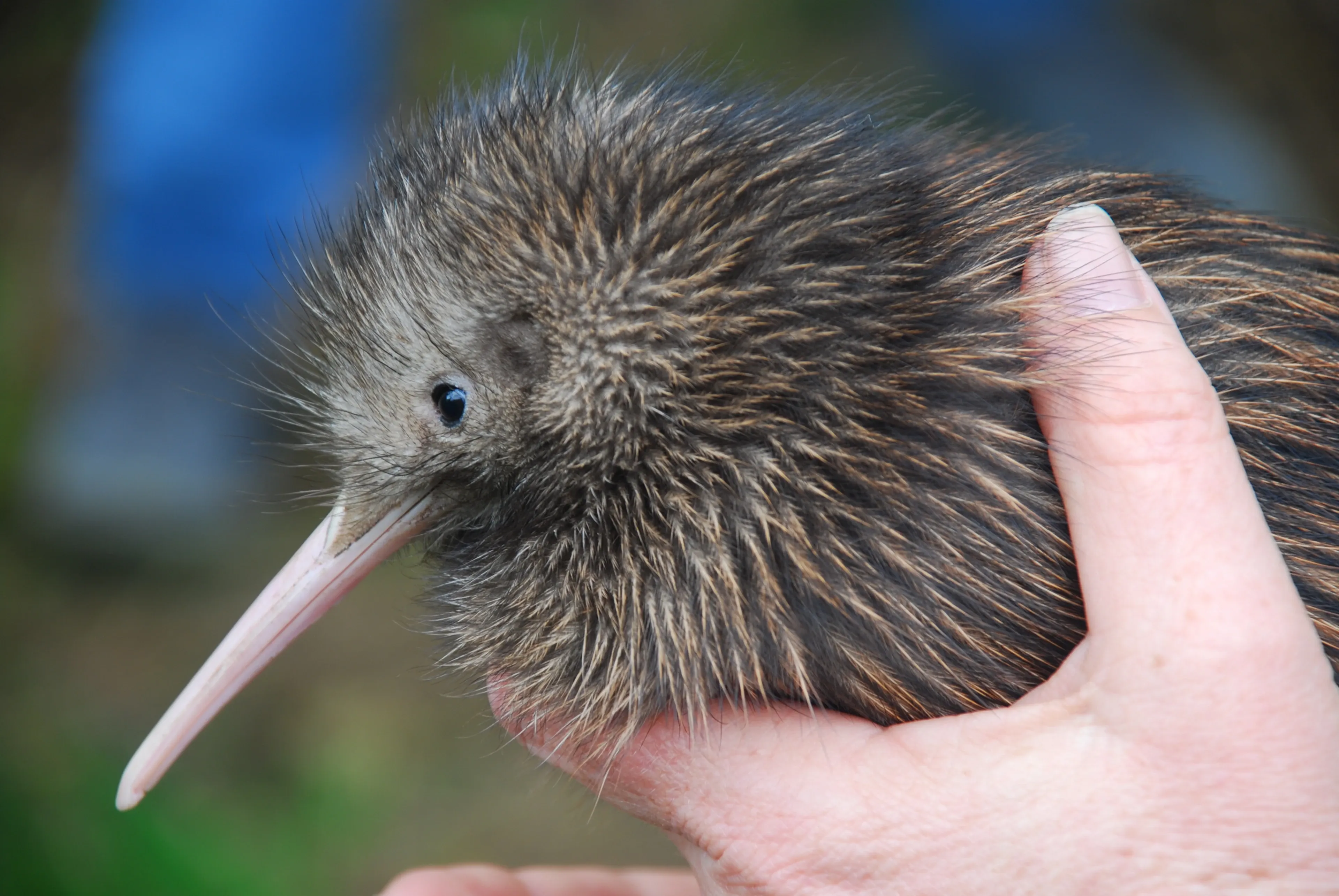 A kiwi with shaggy brown feathers and a long pale-pink beak is held gently in a person's hand. A tiny dark eye shows as a thumb rests on its back, with green grass blurred behind.