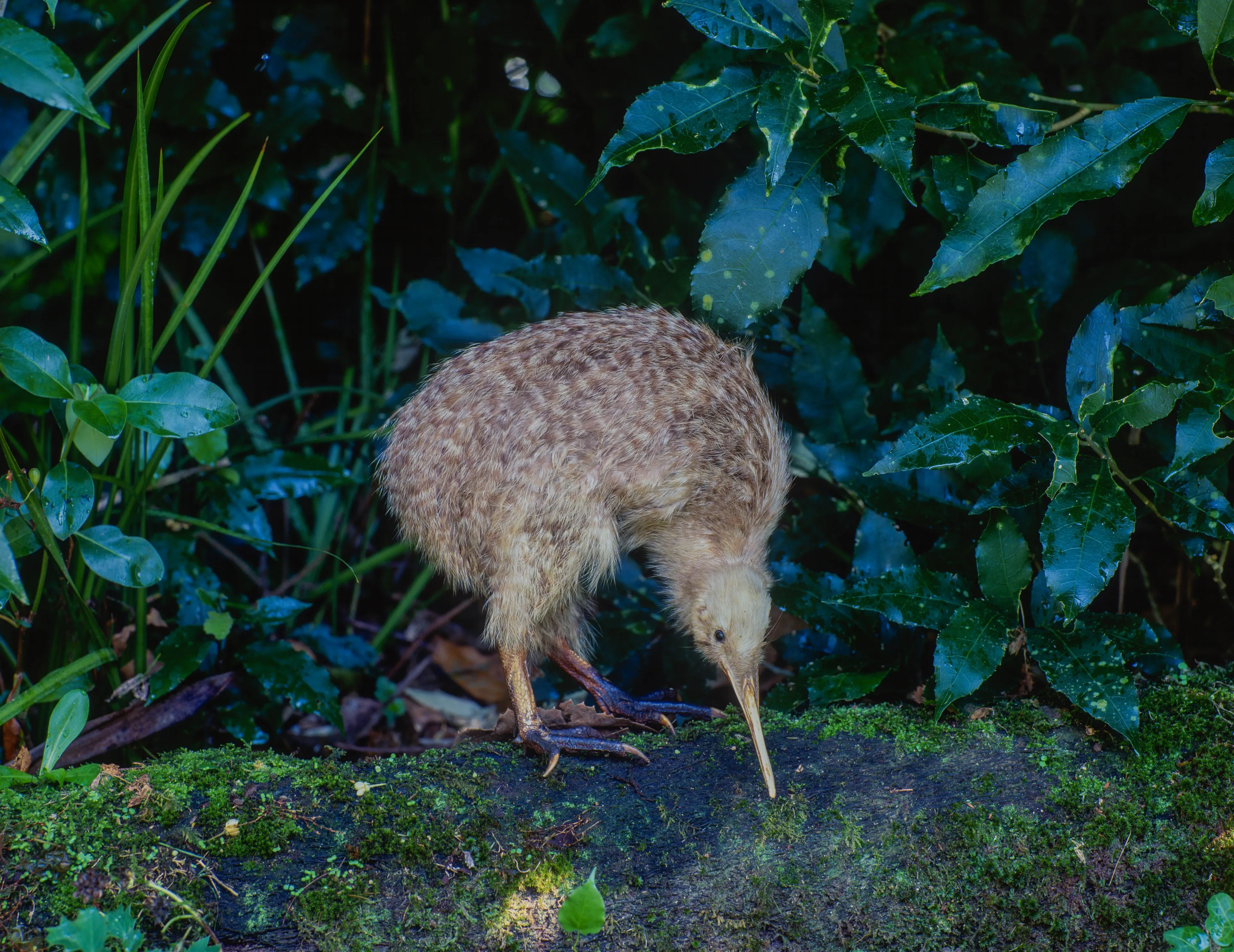 A fluffy kiwi stands on a mossy log in a lush green forest. Its long thin beak points toward the ground as it searches for food on strong legs.