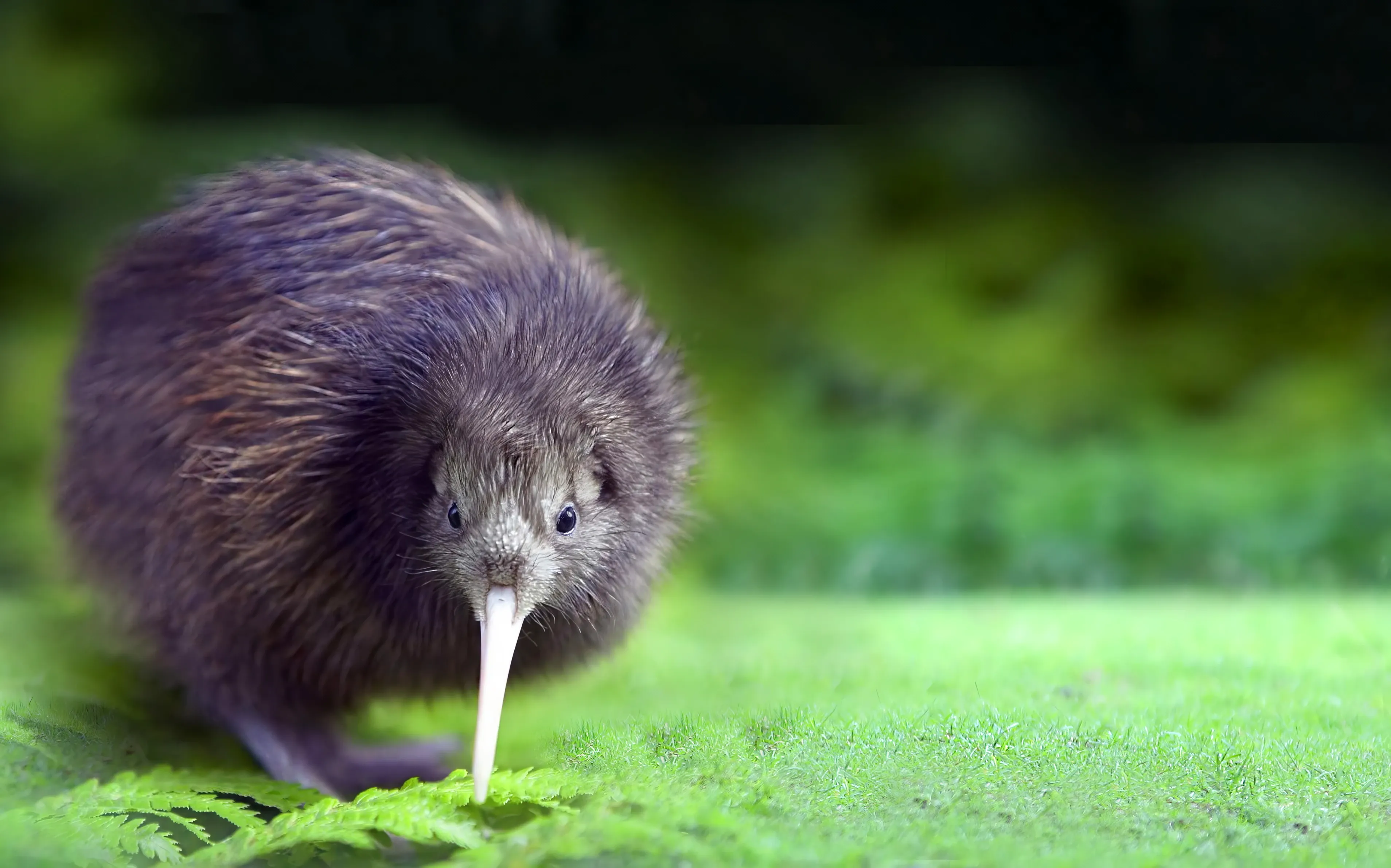 A kiwi stands on a bright green mossy forest floor, facing forward with its head tilted down. Shaggy reddish-brown feathers cover its round body, and a long pale beak reaches toward ferns at its feet.