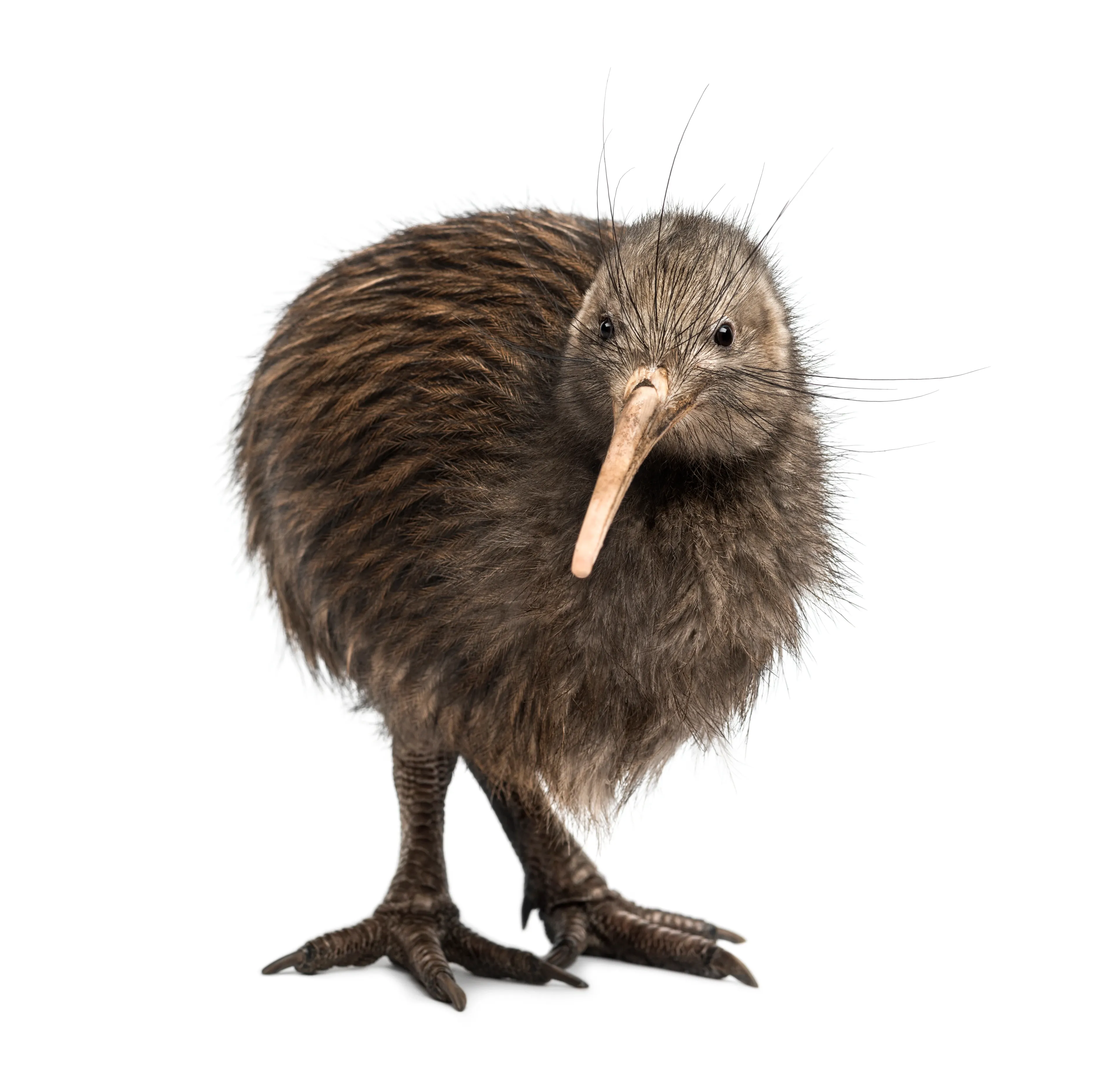 A kiwi stands on thick grey legs against a plain white background, taking a slow step with one foot forward. Shaggy reddish-brown feathers, a long downward-curving pale beak, and tiny dark eyes show its round, flightless shape.