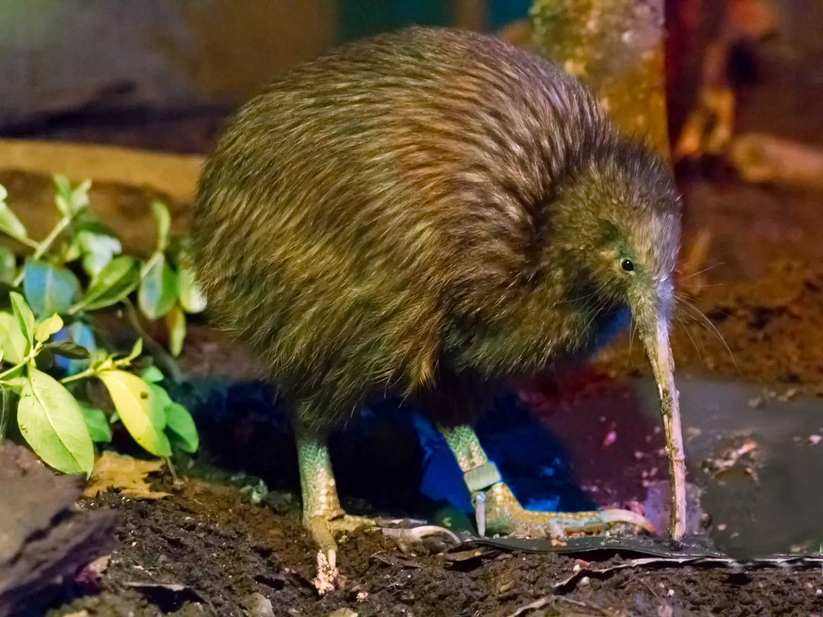 A round, fluffy brown kiwi probing the soft ground with its long slender bill, its stout legs planted on the forest floor.