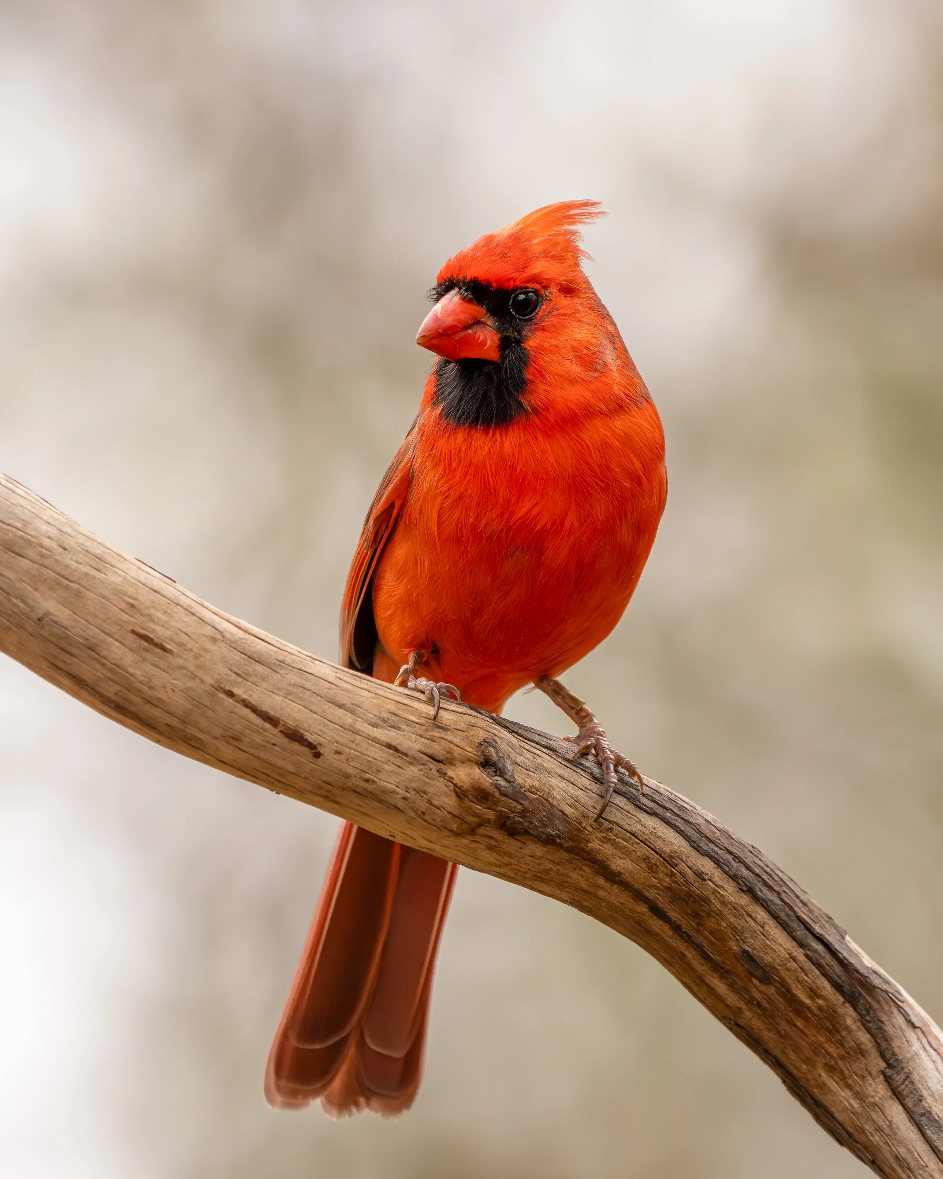 A bright red northern cardinal perches on a curved wooden branch, showing its pointed crest and black mask around an orange beak.