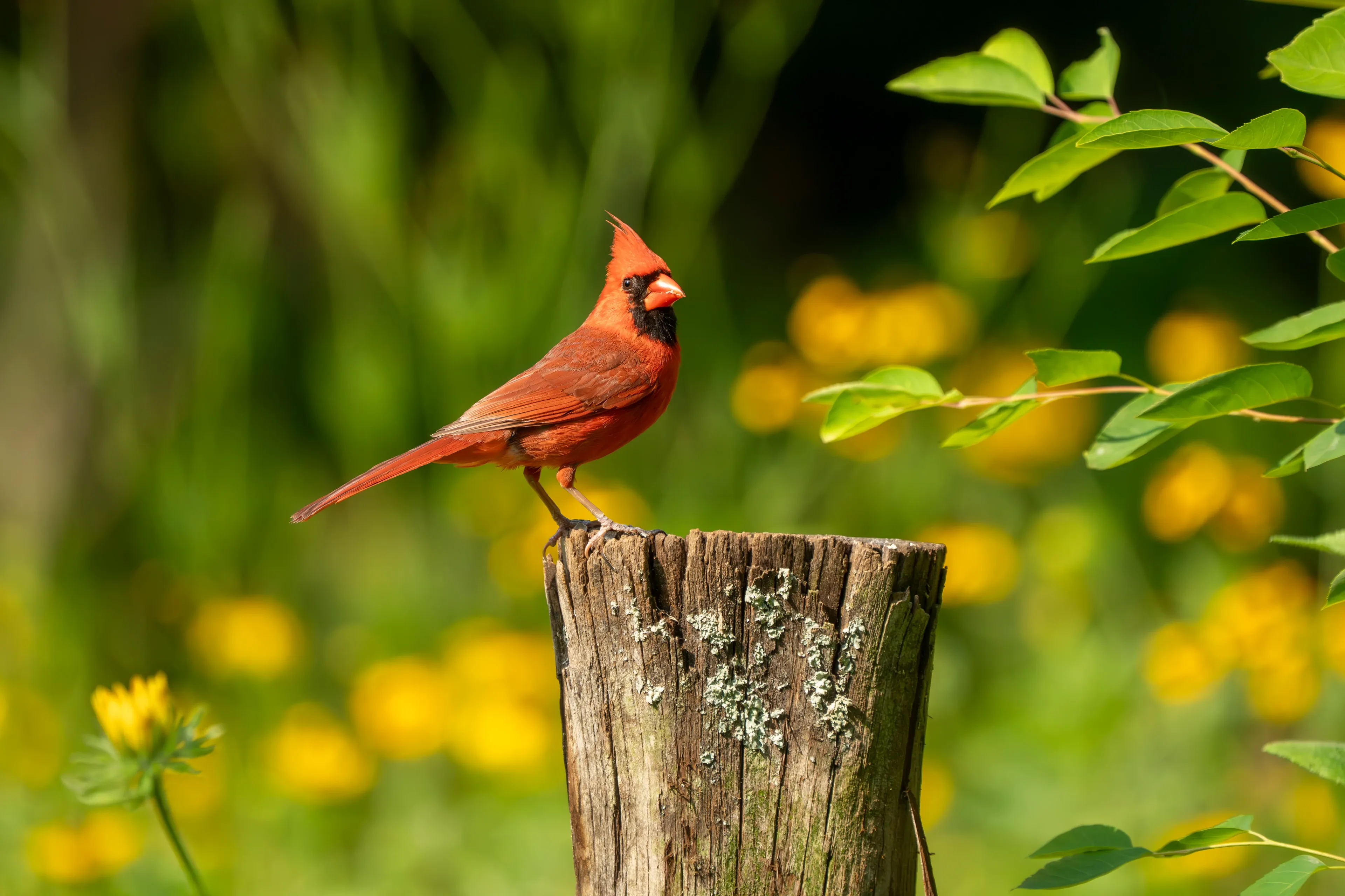 A bright red northern cardinal stands on a weathered wooden fence post, with yellow wildflowers blooming in the sunny garden behind it.