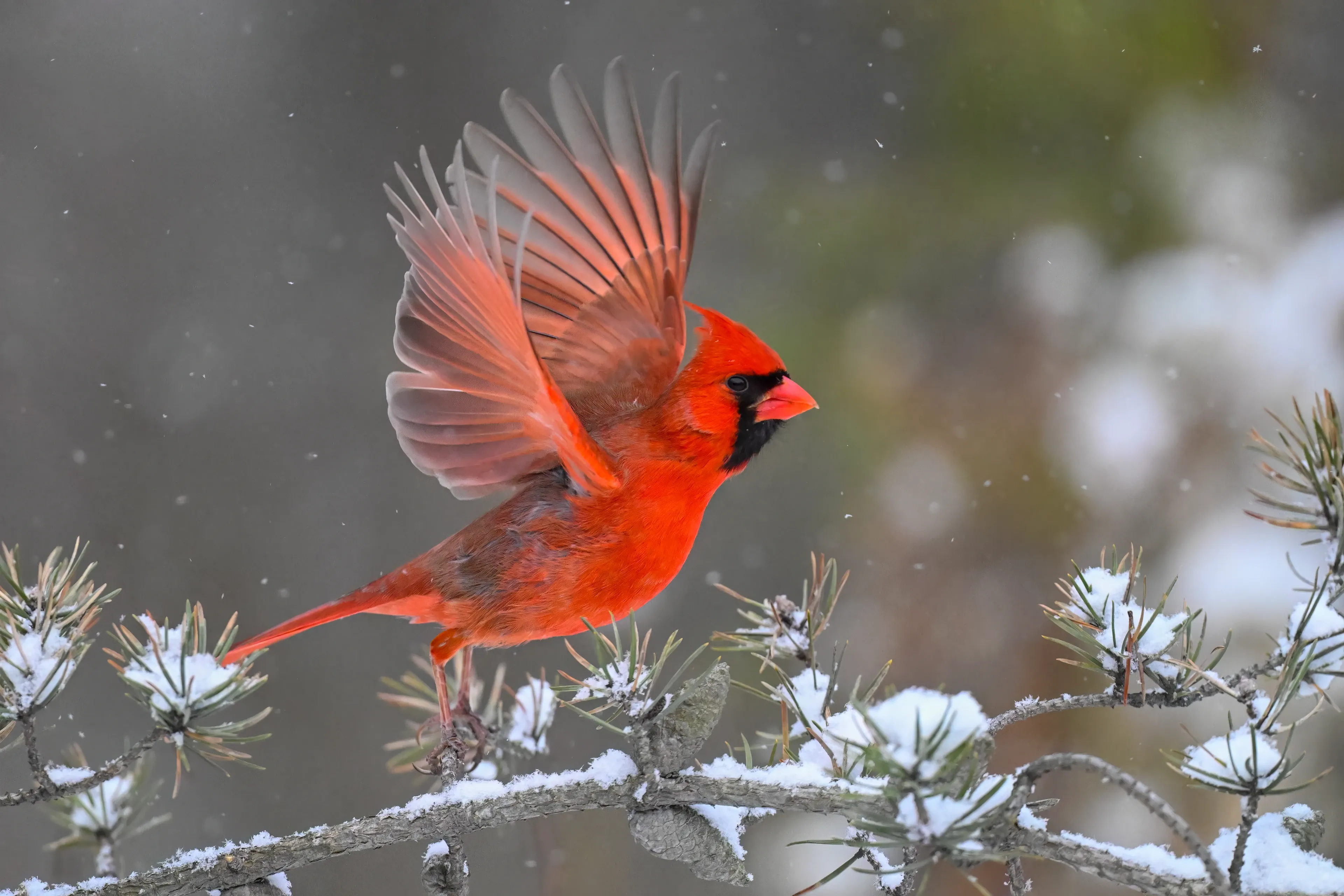 A bright red northern cardinal spreads its wings to take off from a snow-covered pine branch in a winter forest.