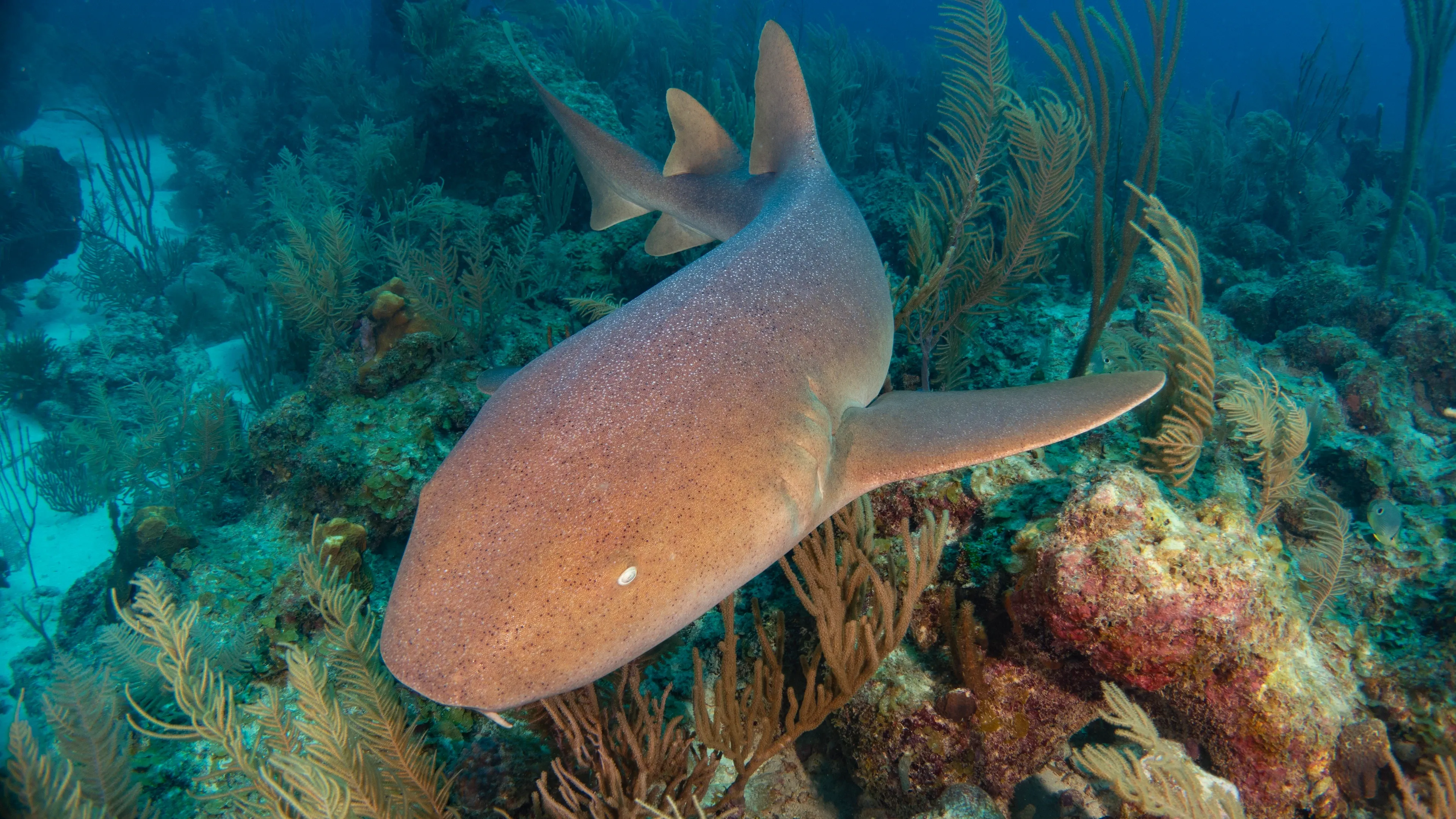A tan nurse shark glides through clear blue water just above a colorful coral reef with wavy sea fans.