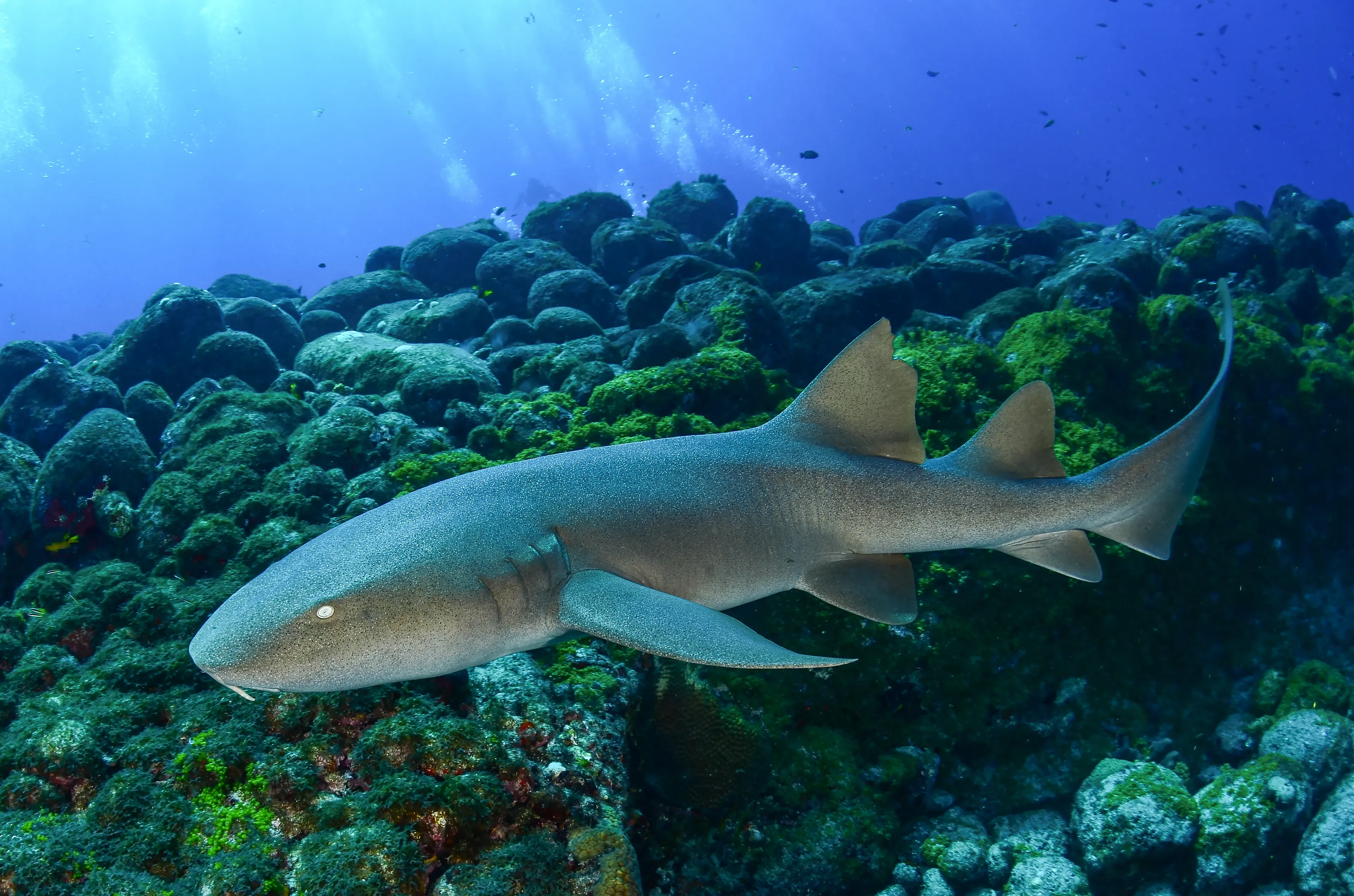 A sandy-brown nurse shark swims over a rocky reef covered in green and red algae, with sunbeams shining down through the blue water.