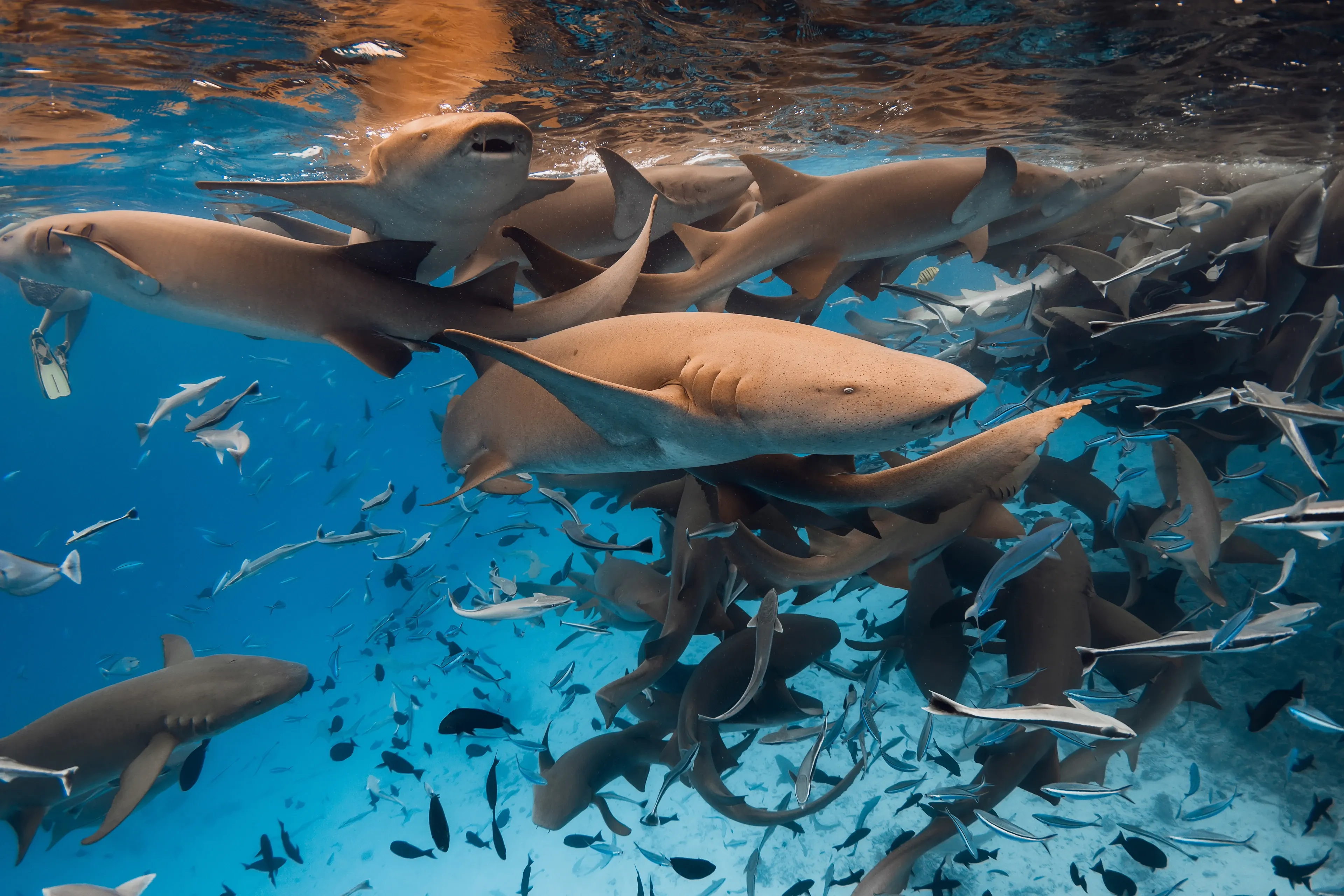 A group of tan nurse sharks swims together in shallow, clear water while smaller silver fish dart between them.