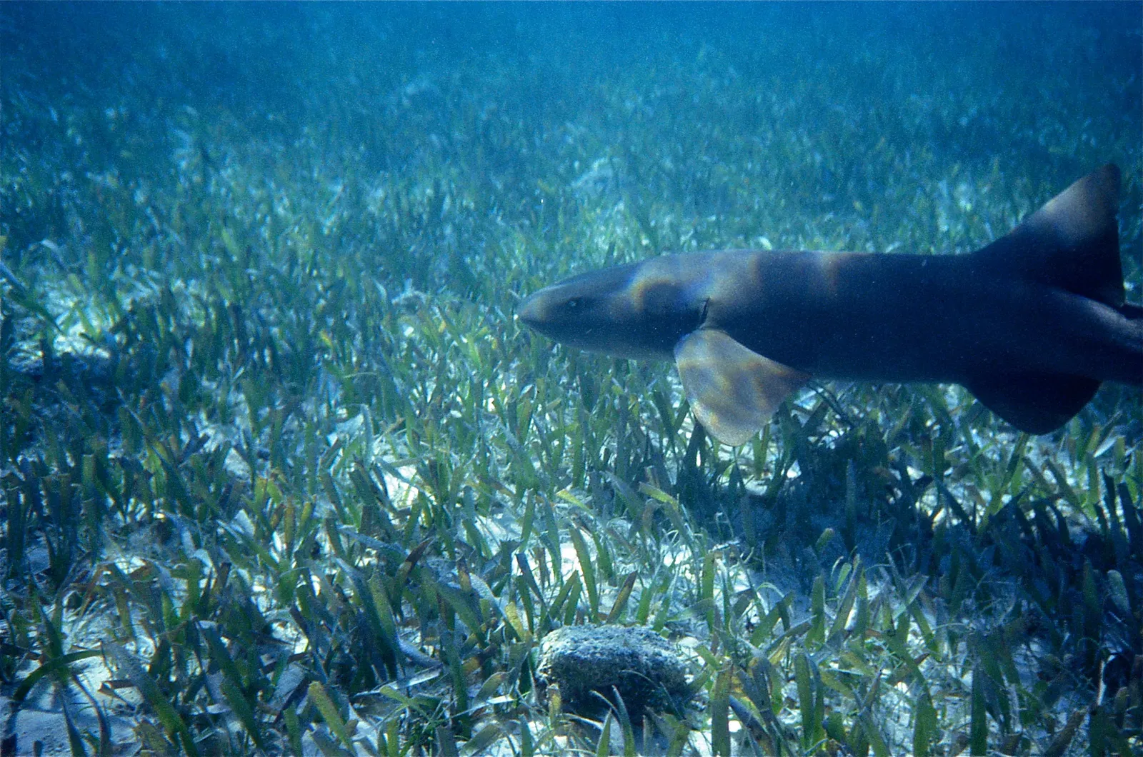 A nurse shark with a smooth brown body and two small whisker-like barbels near its mouth, resting close to a sandy seabed.