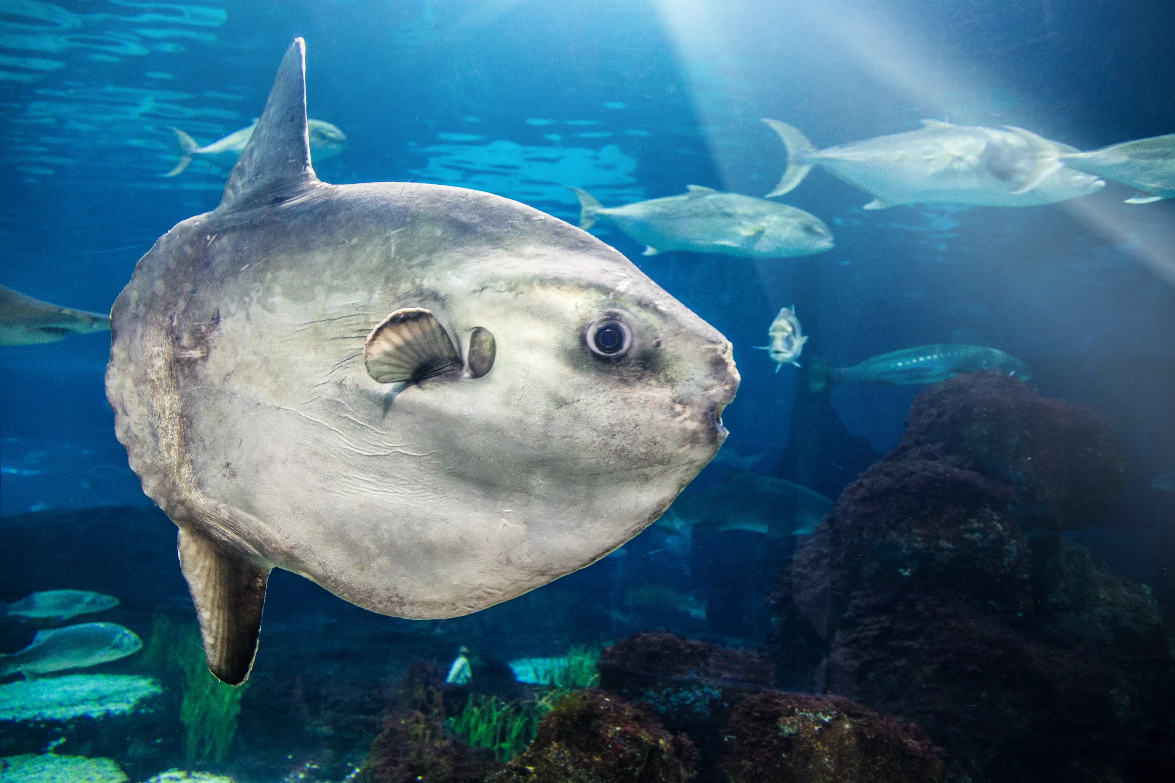 A disc-shaped ocean sunfish swims through deep blue water as sunlight shines down, with smaller silver fish near a rocky reef.