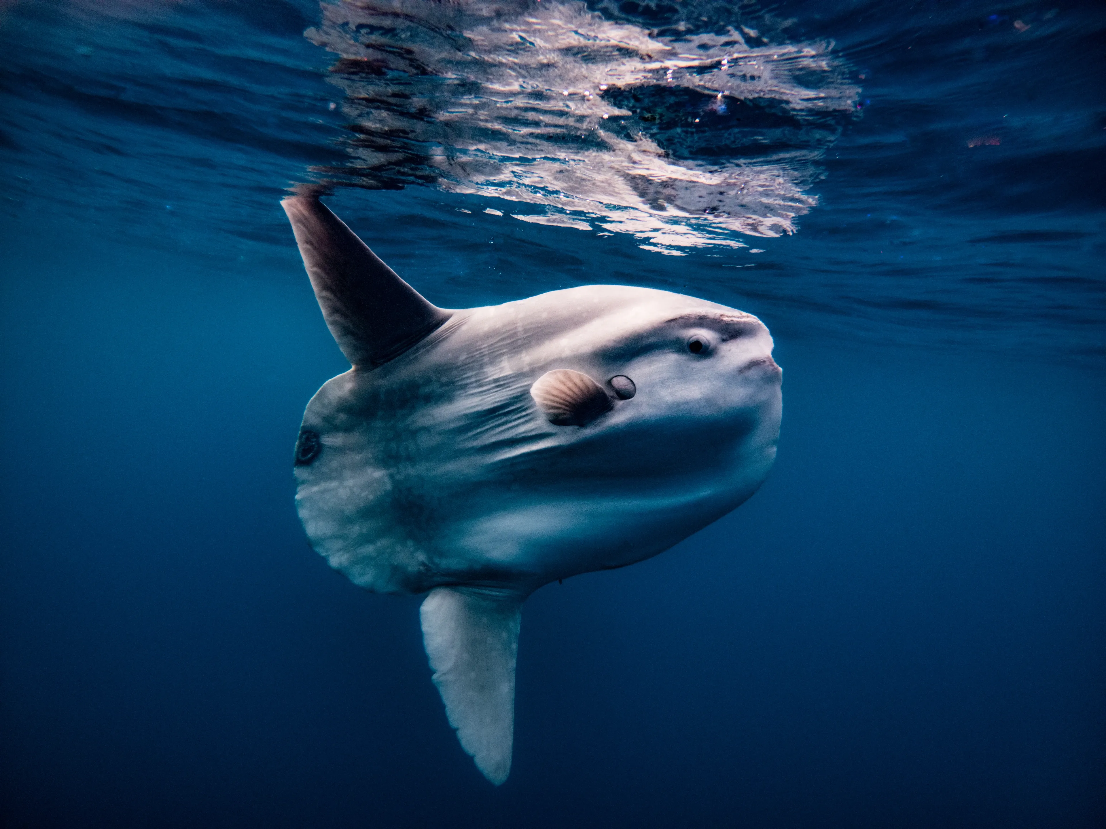 An ocean sunfish swims just below the ocean surface, its tall dorsal fin reaching up toward the shimmering water.