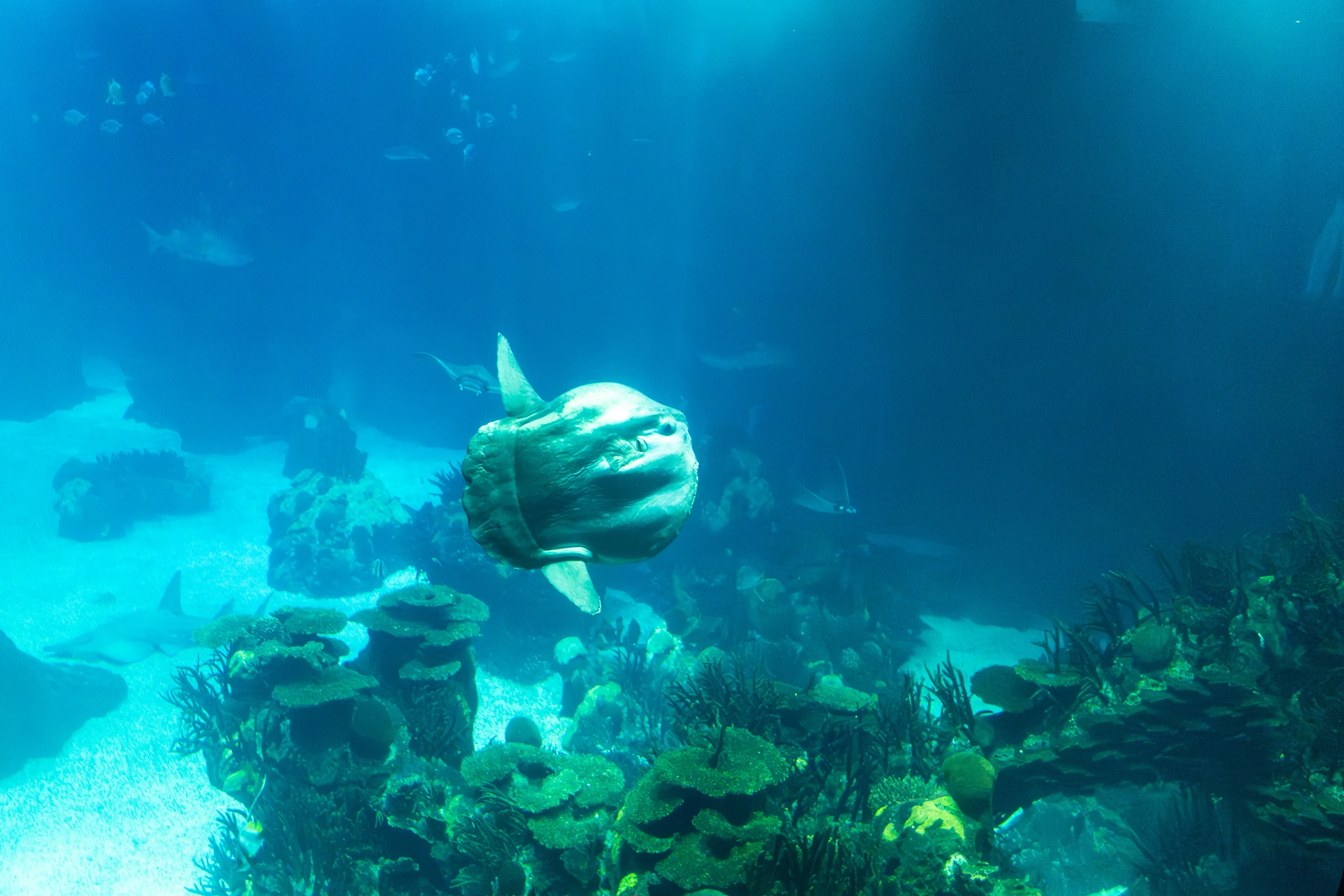A disc-shaped ocean sunfish glides through bright blue water with its mouth open, over a sandy floor dotted with green coral.