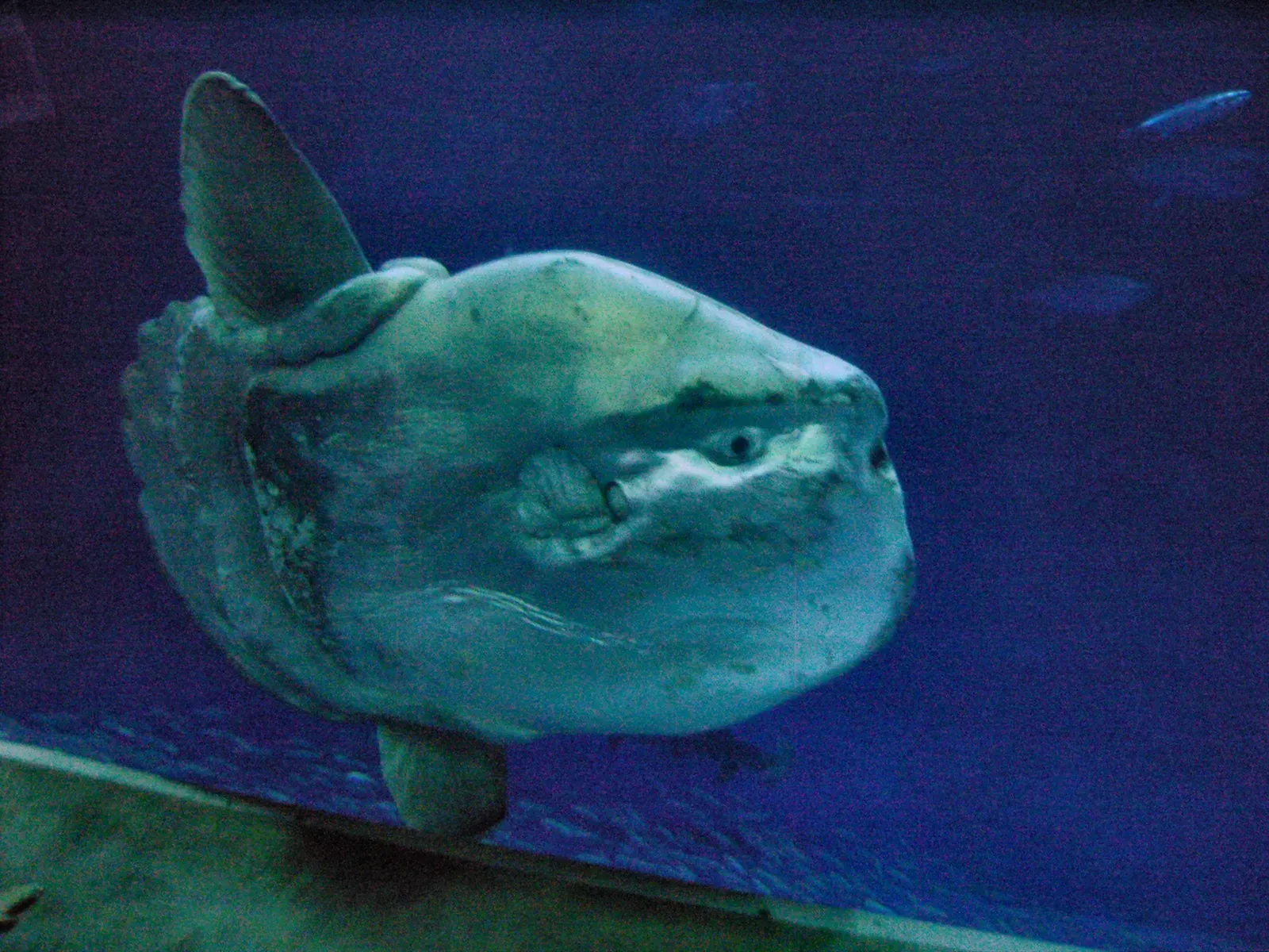 A huge round ocean sunfish with a flattened silvery body and tall fins, floating in a large aquarium tank.